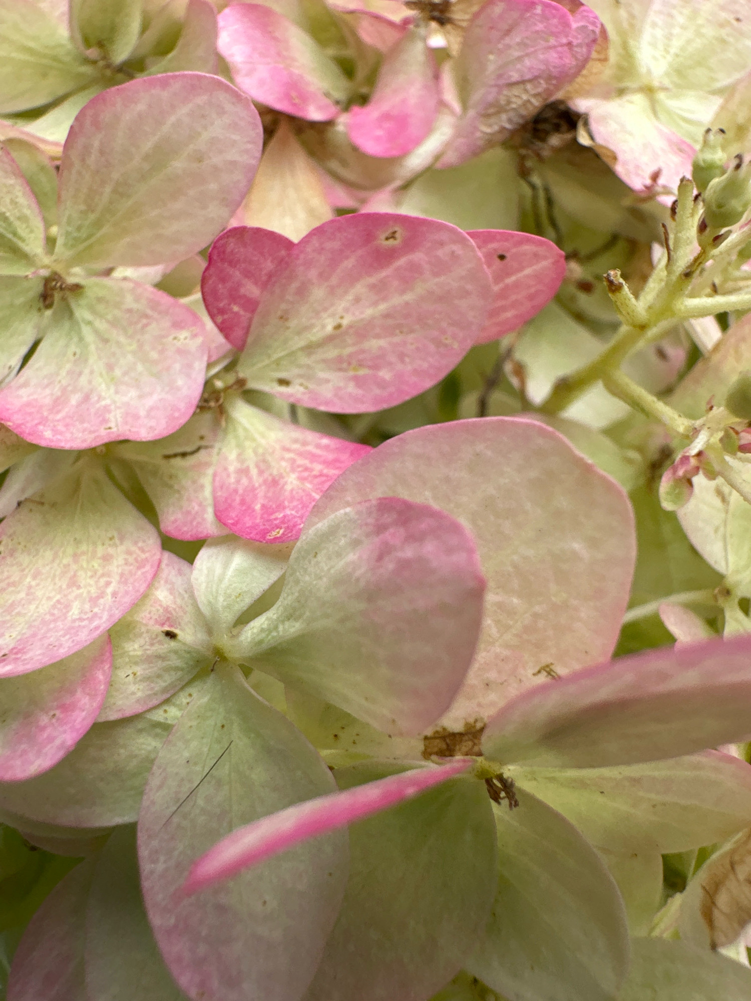 A close-up, overhead shot shows a cluster of delicate hydrangea petals in varying stages of bloom and decay. The petals exhibit a gradient of colors, transitioning from a pale, almost white green at their bases to soft pink edges, with some showing hints of dried brown along the rims. Subtle veining is visible on many of the petals, and a few small, dark specks are scattered across their surfaces. In the background, the fuzzy texture of more petals and the thin stems of the flower can be seen. The overall impression is one of natural, organic beauty in a state of transition. There is no indication of a specific location in Vidnoye, Russia, or any people or actions occurring within the scene.