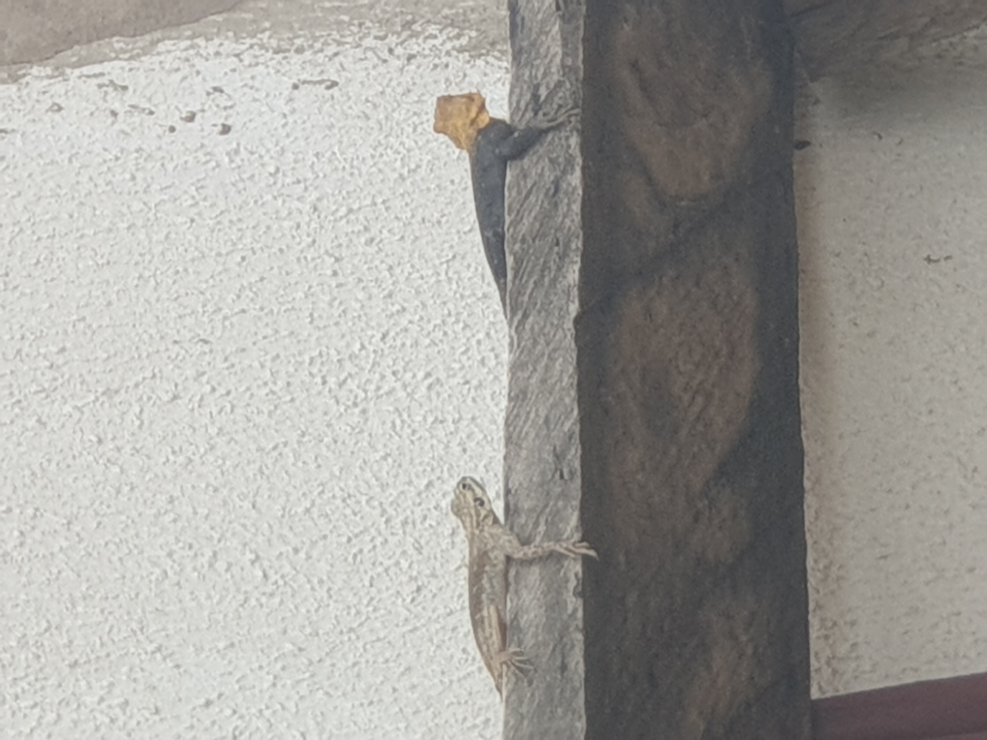 Two lizards are clinging to a rough, textured surface next to a weathered wooden pillar. The lizard higher up on the pillar is dark with a bright yellow frill around its head. The lower lizard is lighter brown and grey with a striped pattern along its body. The background is a textured white wall. The scene appears to be outdoors, possibly in a tropical or subtropical climate given the presence of lizards. No specific time of day or weather conditions are apparent, though the lighting suggests it is daytime. No text is visible in the image. The location is Jalingo, Nigeria.