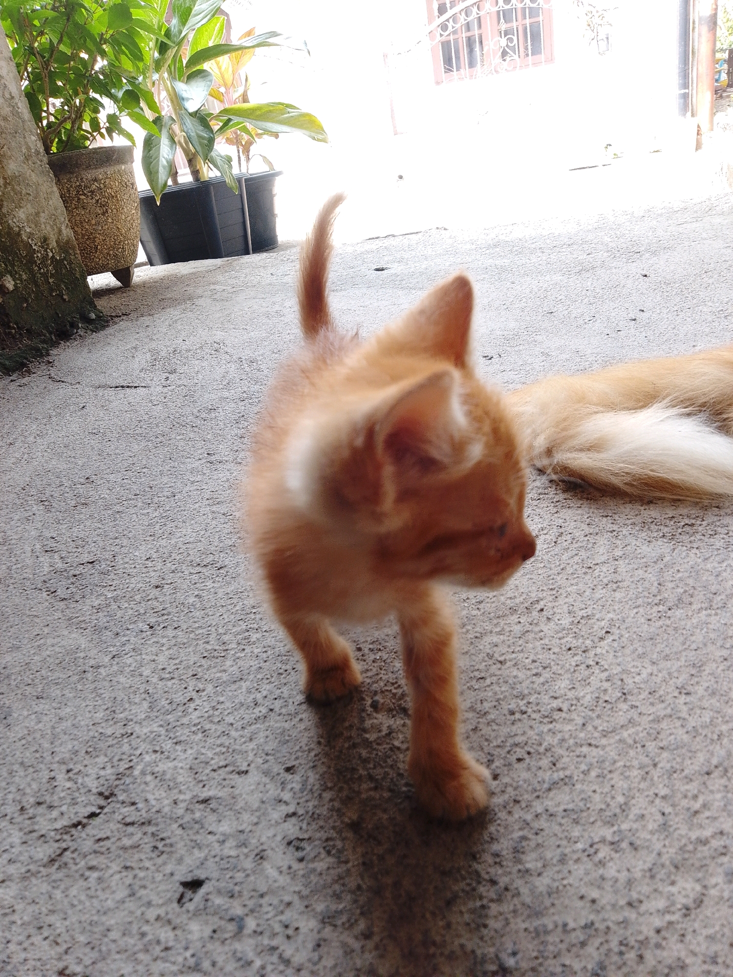 A ginger kitten stands on a concrete surface, facing left, with its tail extending towards the right, where a portion of another ginger cat's tail is visible. The background includes potted plants, a tree trunk, and a building with a window. The scene is illuminated by bright sunlight, creating strong highlights and shadows. The image appears to be taken outdoors, possibly in a residential area in Cikal, Indonesia.