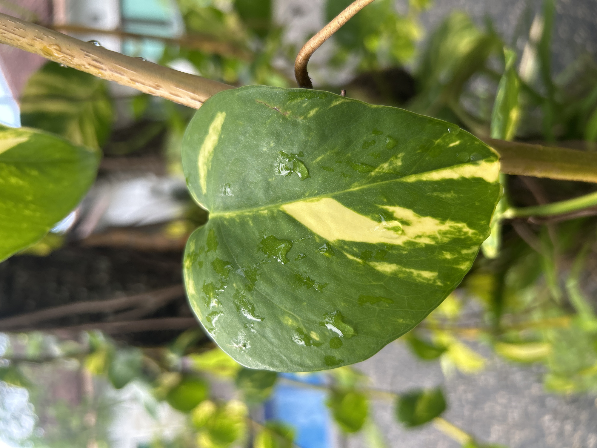 A close-up photograph shows a vibrant green and yellow variegated leaf, likely of a golden pothos plant, covered in droplets of water. The leaf is heart-shaped and attached to a light brown stem, which runs horizontally across the frame. The background is blurred, with glimpses of other green foliage and architectural elements, possibly a building, suggesting an outdoor setting. The location is Kuta Selatan, Indonesia.
