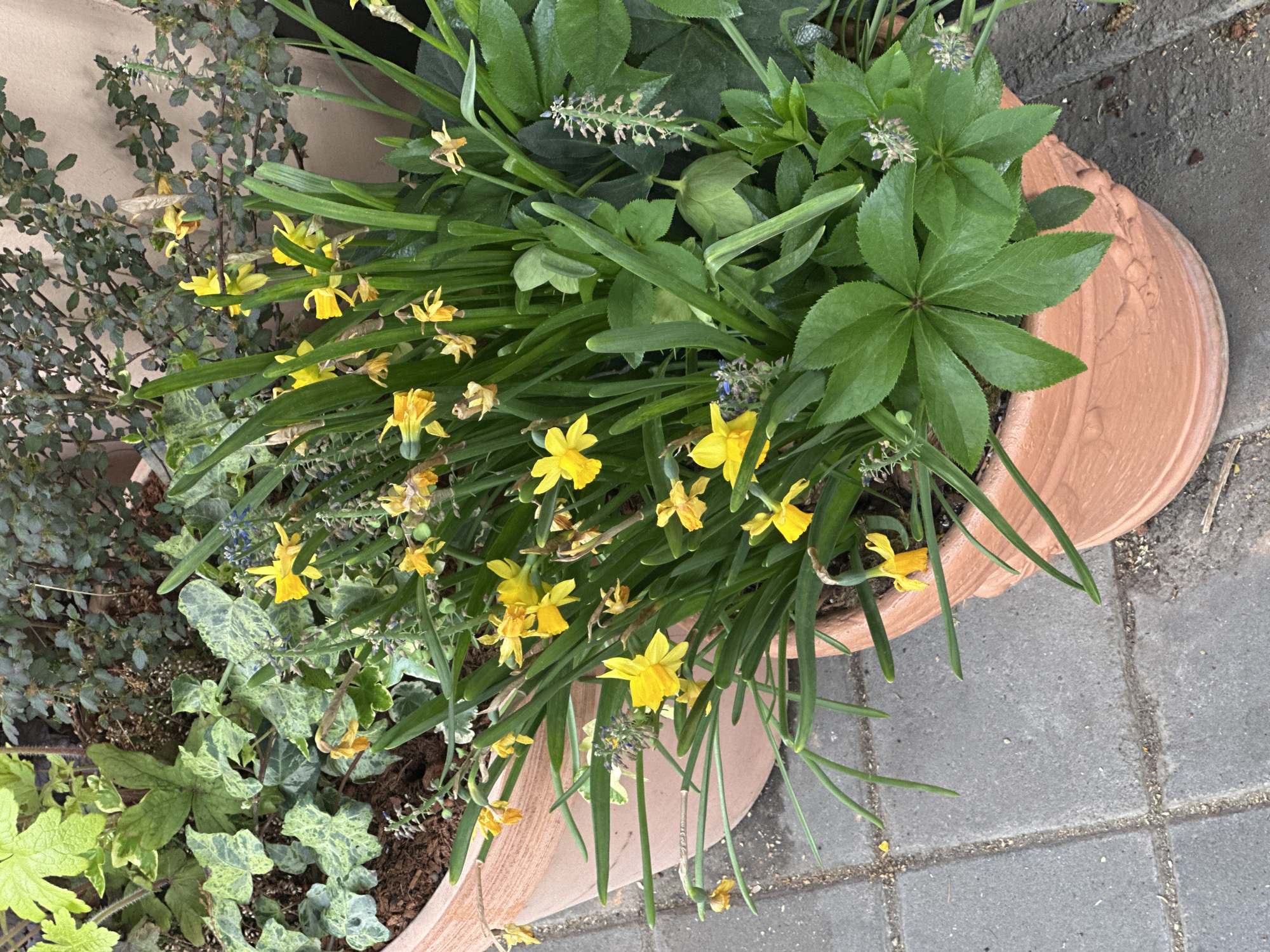 A high-angle shot shows a terracotta planter filled with various plants on a paved surface, likely a sidewalk or patio. The planter contains yellow daffodils, ivy, and leafy green plants. The planter sits on a tiled gray surface. The environment appears to be an outdoor setting. The location of Novi Sad, Serbia, is not evident from the image.