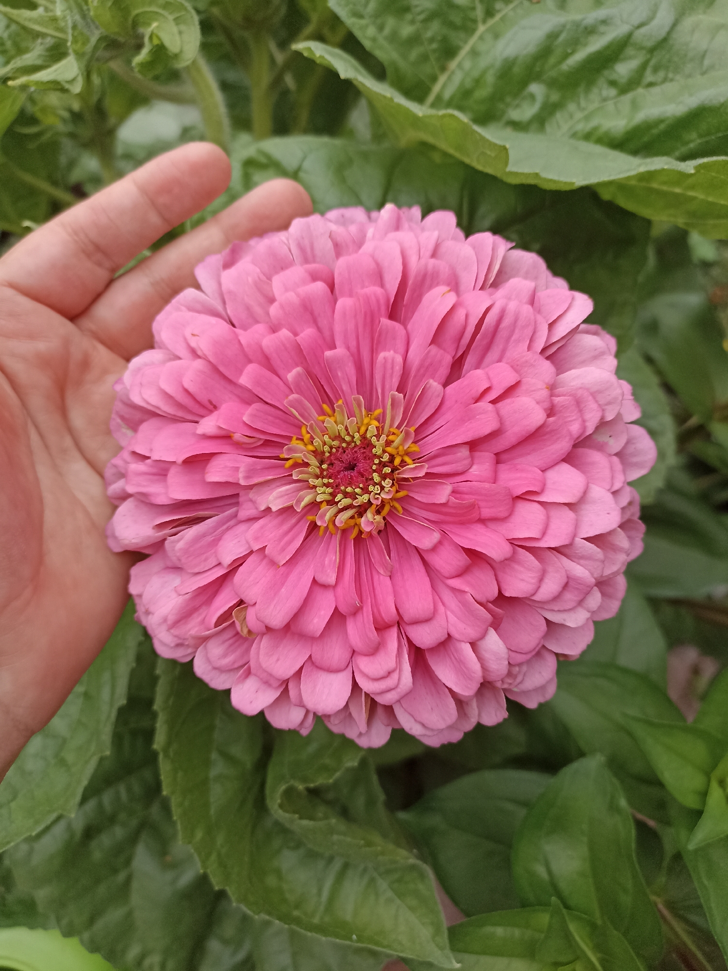 In Mochische, Russia, a close-up, overhead shot features a large, pink, multi-petaled zinnia flower in full bloom. A human hand, palm open and fingers slightly curled, is positioned to the left of the flower, appearing to hold or support it. The hand is fair-skinned and shows a few visible wrinkles. The zinnia's center displays yellow stamens and a reddish-pink pistil. The background consists of lush, green foliage, suggesting an outdoor garden setting. The lighting appears natural, casting soft shadows.