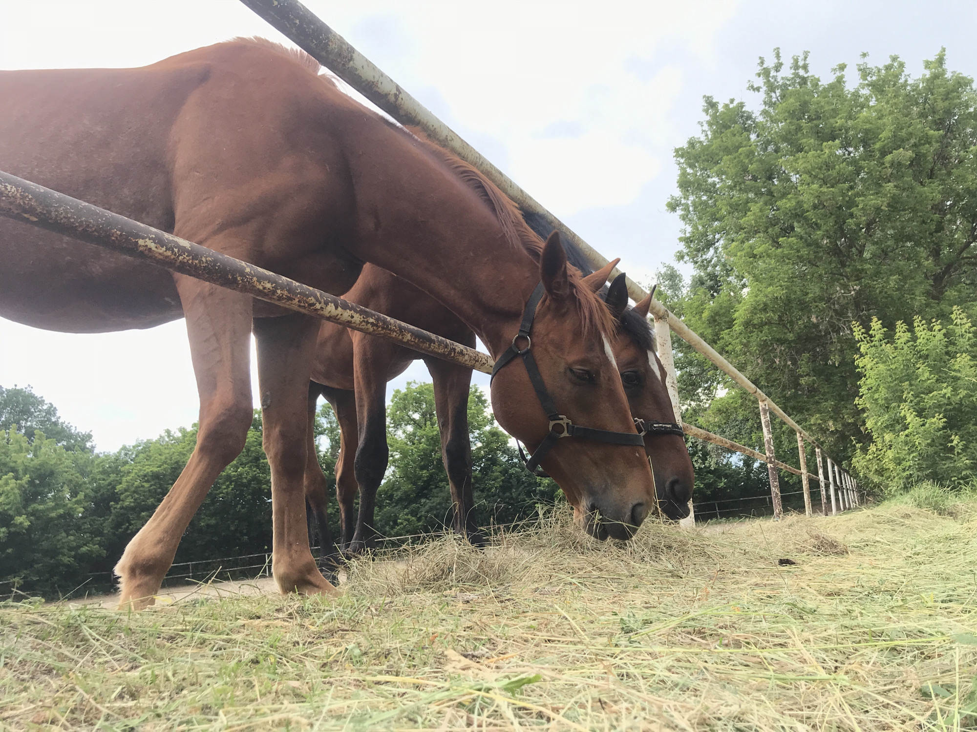 This image depicts two brown horses grazing on hay in an outdoor enclosure. The horses are positioned behind a rusty metal fence. In the background, there are lush green trees and a cloudy sky. The ground is covered with dry grass and hay. The image does not provide any information about the specific location within the city of Kharkiv, Ukraine, or any details about people.