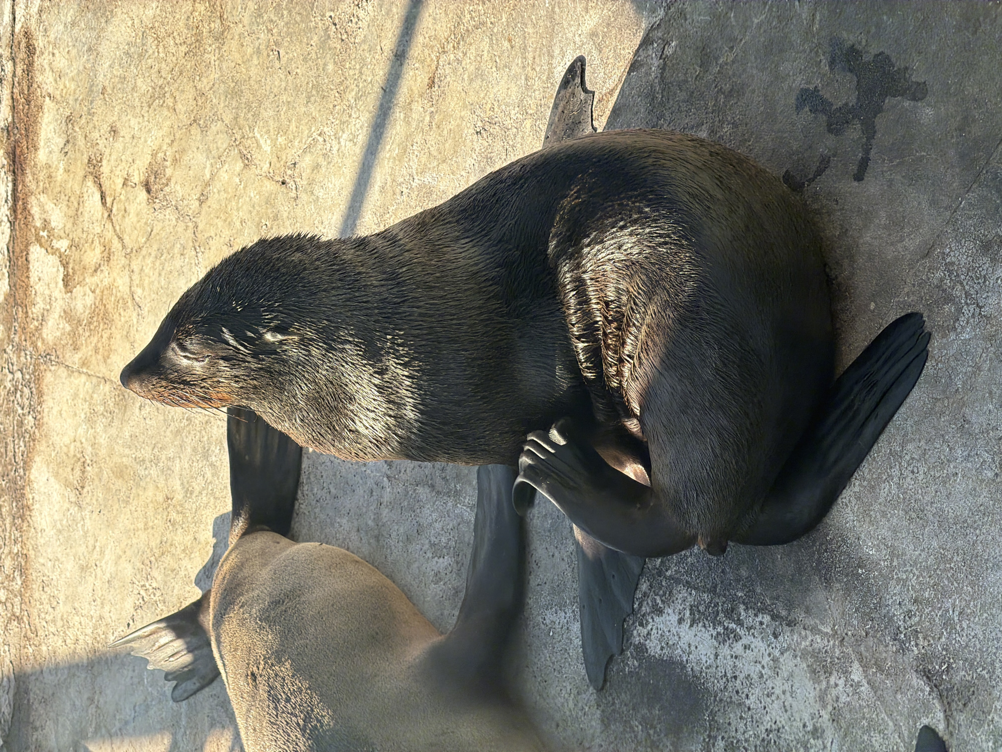 Two Cape fur seals (Arctocephalus pusillus pusillus) are depicted on a textured concrete or rocky surface, likely in an outdoor enclosure in Cape Town, South Africa. The primary subject, a darker-furred seal, occupies the upper right portion of the frame, lying on its side. It is actively scratching its mid-body with its left hind flipper, which is clearly visible with splayed digits. Its fur appears wet and sleek, catching the sunlight, particularly along its back. The seal's head is turned slightly towards the left, with its whiskers visible.
Partially visible in the lower left of the image is another, lighter-furred seal, lying prone. Its head is out of frame, and only its body and a portion of a hind flipper are visible, suggesting it is resting alongside the first seal.
The scene is bathed in bright, natural daylight, indicated by the strong, distinct shadows cast across the concrete surface, suggesting a sunny day, likely morning or late afternoon. The concrete itself has a rough texture with varying shades of light brown and grey, showing some wear and staining. A faint, dark, splotchy mark, possibly a water stain or an abstract shape, is visible on the concrete behind the darker seal's tail. No text is visible in the image.