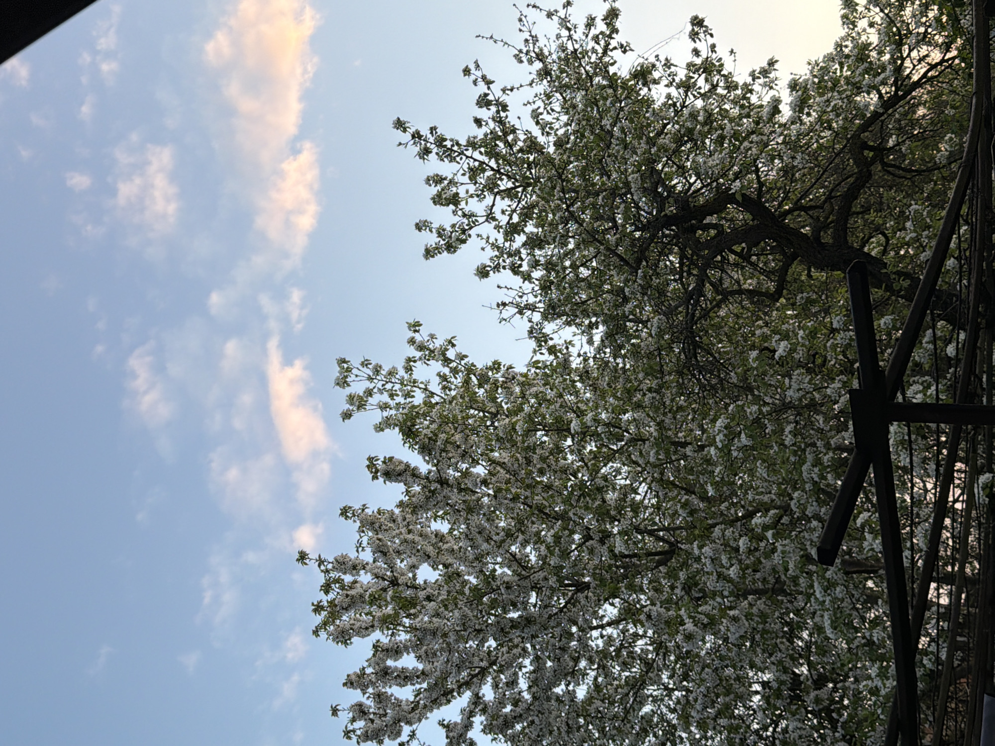 The image is an upward-angled shot of a blooming tree against a partly cloudy blue sky. The tree's branches are laden with white blossoms. A structure with black support beams is partially visible on the right. The location is Debelets, Bulgaria.