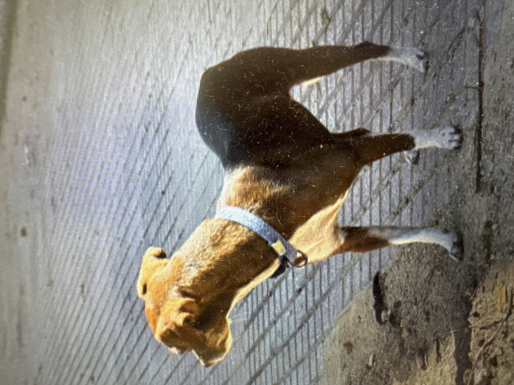 The image shows a medium-sized dog, primarily brown with white markings on its paws and chest, wearing a light blue collar with a silver buckle. The dog is lying down on a textured surface that appears to be made of concrete or a similar material, with visible parallel lines suggesting a patterned ground or a grate. The lighting suggests it is daytime, with shadows casting across the scene. The background is also textured and appears to be dirt or sand, with some dry leaves or debris scattered around. The image is taken from a slightly elevated angle, looking down at the dog. The overall impression is of a relaxed or resting animal in an outdoor, possibly urban or industrial, setting. There is no visible text in the image.