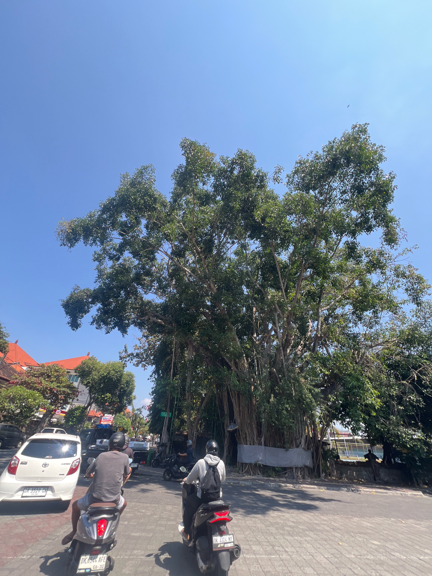 A wide shot captures a sun-drenched street scene in Denpasar, Indonesia, with a large banyan tree dominating the center of the frame. The tree's aerial roots hang down, creating a natural curtain. To the left, a white car with a license plate "DK 3519 GH" is stopped in traffic, alongside several motorbikes. Two people on motorbikes are visible in the foreground, one wearing a grey shirt and the other a black hoodie and backpack. In the background, buildings with red-tiled roofs and a multi-story structure with white walls and balconies are partially obscured by foliage and the banyan tree. The sky is a clear, bright blue. The road is paved with grey bricks, and the atmosphere appears warm and humid.