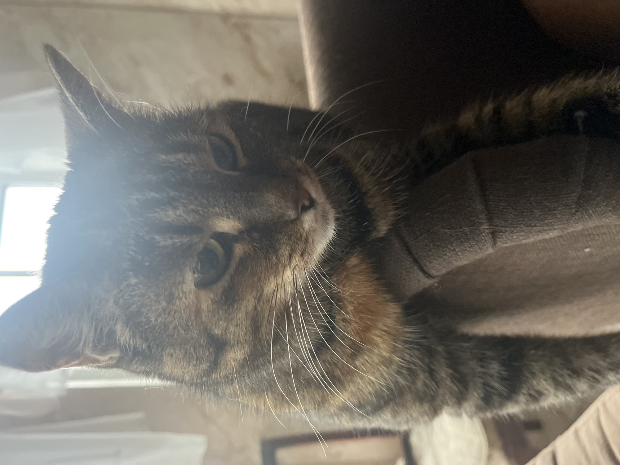 A tabby cat is perched on the armrest of a brown upholstered chair, looking downwards with a neutral expression. The cat's fur is a mix of gray, brown, and orange tabby markings. Its whiskers are prominent and white. The background consists of a lightly textured wall and a window with sheer curtains, suggesting an indoor setting. The image appears to be taken in Vladimirovka, Russia, within a residential area. There are no other individuals or significant objects visible in the frame. The lighting is bright, possibly from the window, creating some lens flare over the cat's head.