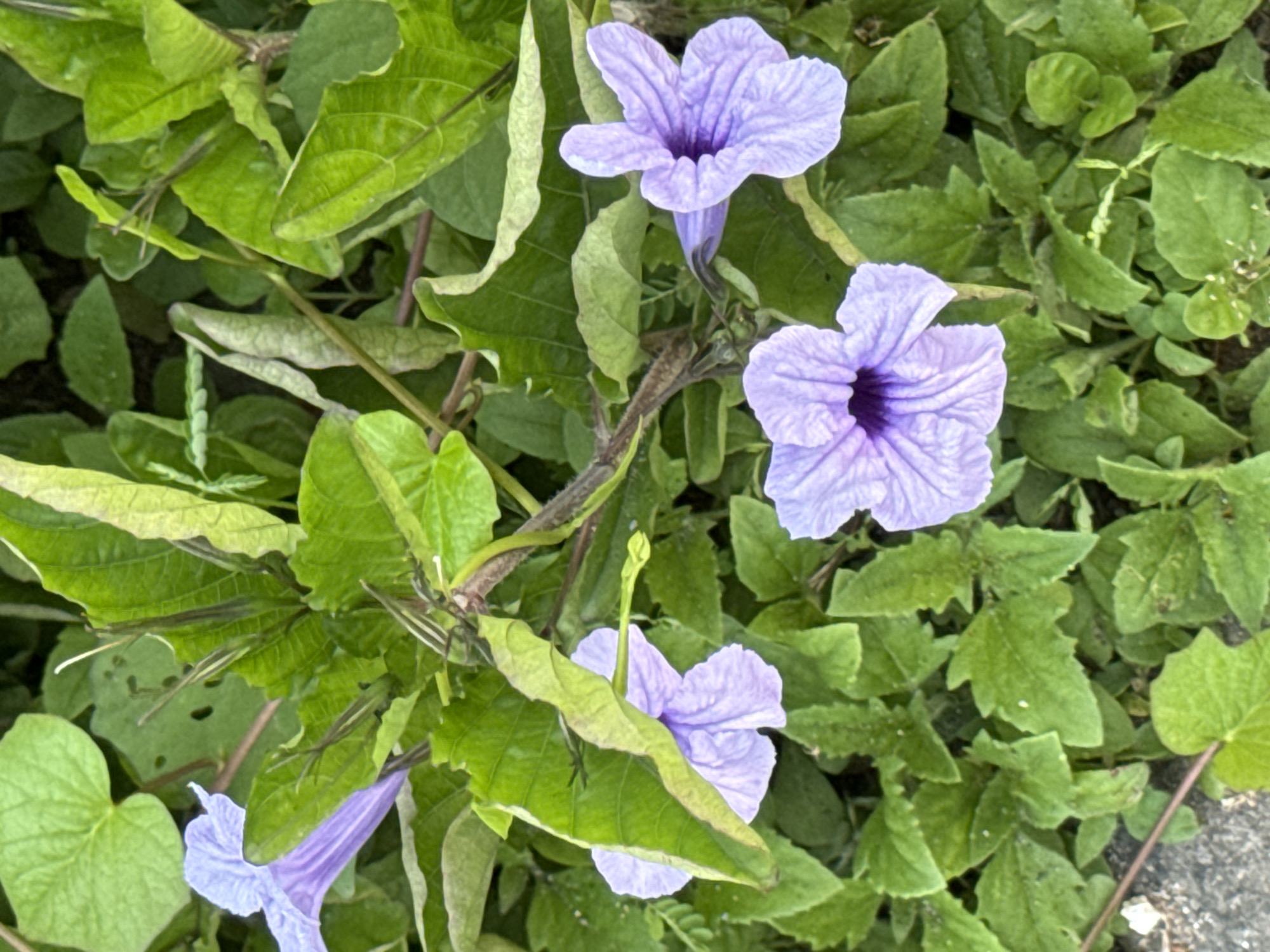 The image depicts a cluster of Ruellia simplex flowers, commonly known as Mexican petunias, interspersed among green foliage. The flowers are light purple with darker purple centers. They appear to be growing naturally among other vegetation. This particular variety of plant is often found in tropical regions. Specific details regarding the location in Kuta, Indonesia, are not discernible from the image.