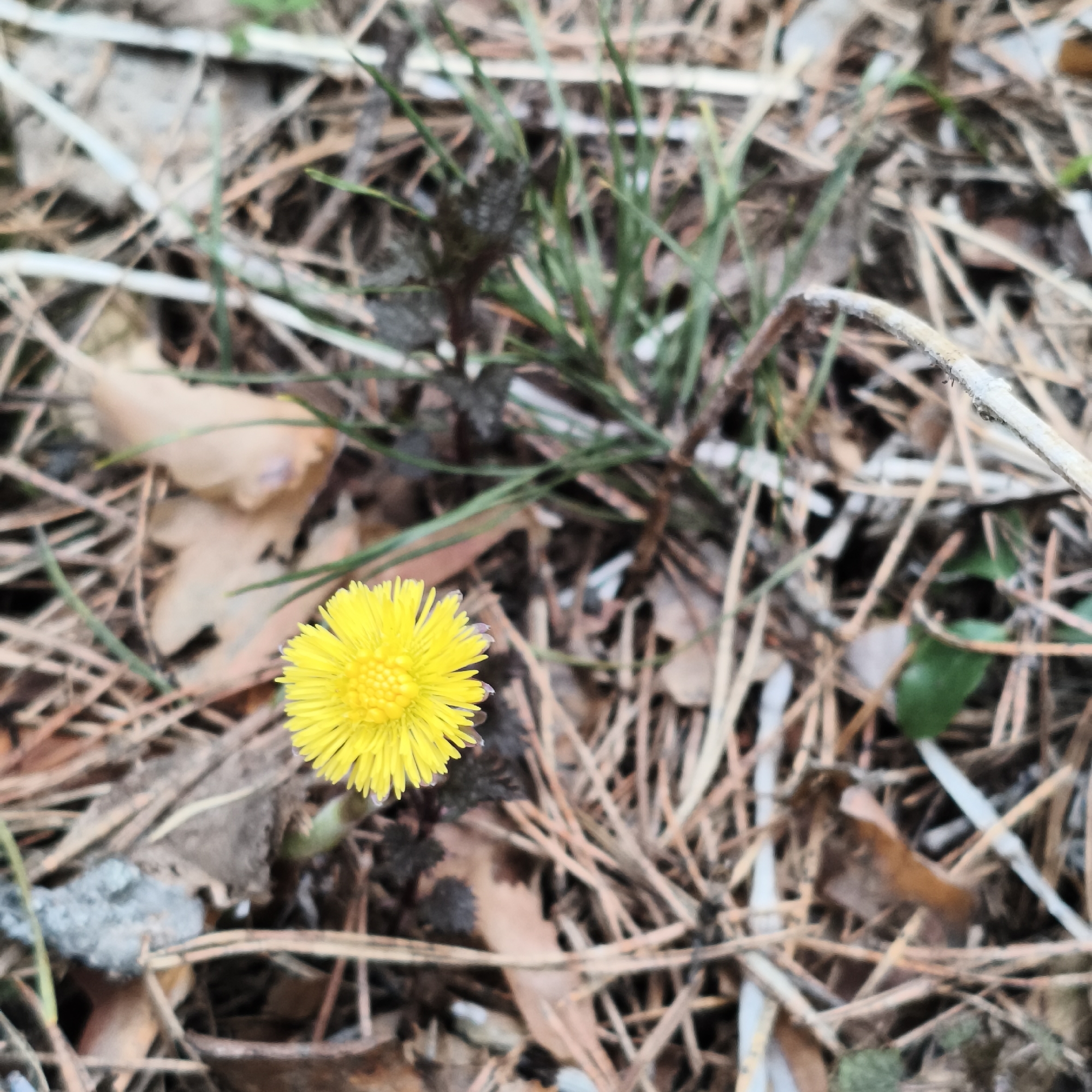 The image shows a single, bright yellow Coltsfoot flower (Tussilago farfara) blooming amidst a ground cover of dry pine needles and some green grass. The flower is in focus and located in the lower left quadrant of the frame. A few dead leaves are scattered around the flower. Some grass blades are present in the upper right portion of the image. The image appears to be taken at ground level. The location is Chaikovsky, Russia.