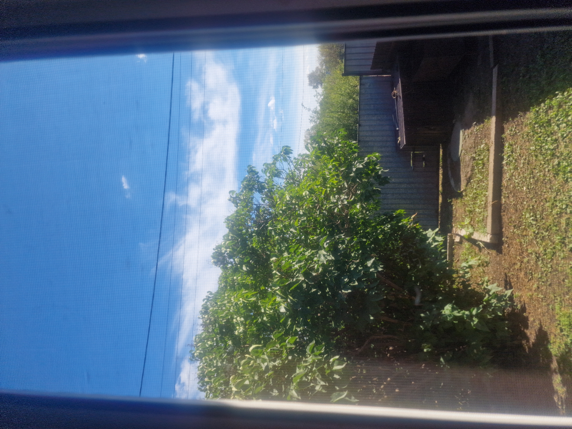 The image shows a backyard scene in the city of Makinsk, Kazakhstan, viewed through a screen. In the foreground, to the left, is a large, dense green bush or tree. The ground is covered with dry grass and soil, with some concrete borders visible. In the middle ground, there is a corrugated metal fence. Behind the fence, there is a dark, possibly wooden structure with a slanted roof. The background consists of more greenery and a bright blue sky with scattered white clouds and power lines running across it. The overall impression is one of a sunny day in a rural or suburban outdoor setting.