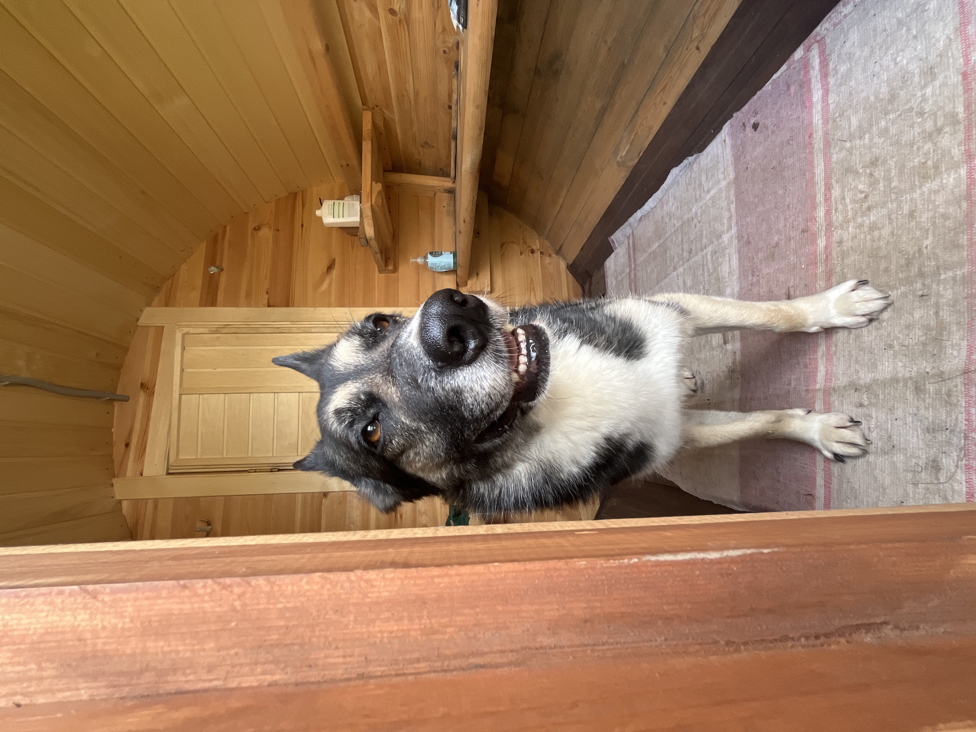 The image shows a dog standing inside a wooden structure. The dog is a medium-sized breed with black, white, and grey fur. It has pointed ears and its mouth is slightly open, revealing its teeth. The dog is standing on a mat with red and white stripes. The interior of the structure is made of wood and appears to be a sauna or a similar room. There are wooden shelves on the wall, with some bottles and other items on them. The overall impression is that of a rustic, possibly outdoor, setting. The image is taken from a low angle, looking up at the dog. There is no indication of the location in Nizhny Tagil, Russia.
