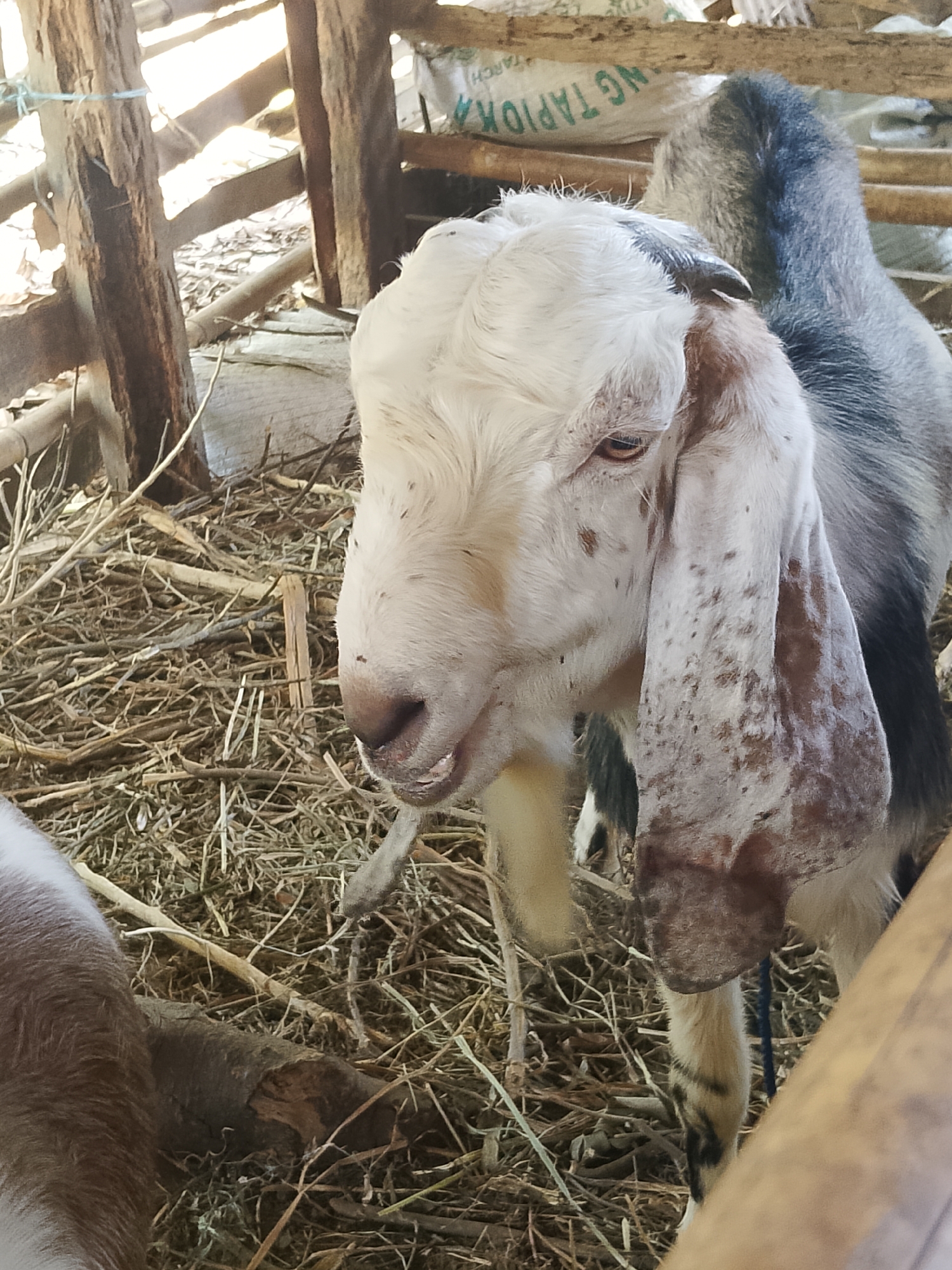 A close-up, waist-level, medium shot captures a young goat with white and brown speckled fur and long, floppy ears. The goat's head is turned to the right, with its mouth slightly open, revealing its teeth. Its eyes are open and brown. The goat is standing in a pen constructed of rough wooden poles and planks, with a white plastic bag, labeled "NG TAPIOCA," visible in the background. The ground of the pen is covered with dry straw and twigs. The scene appears to be outdoors, with sunlight filtering through the wooden structure. The location is identified as Negeri Katon, Indonesia.