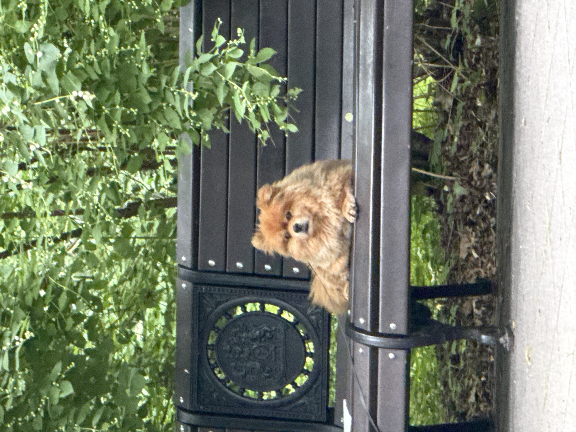 A Pomeranian dog with light brown fur is resting on a dark park bench. The dog is facing forward, with its front paws tucked underneath its body. The bench is made of dark wood slats and has ornate black metal armrests and backrests. Behind the bench, lush green foliage from trees and bushes creates a natural backdrop. The scene appears to be in a park setting, possibly in Moscow, Russia, given the context provided. The lighting suggests it is daytime, with natural light filtering through the leaves.