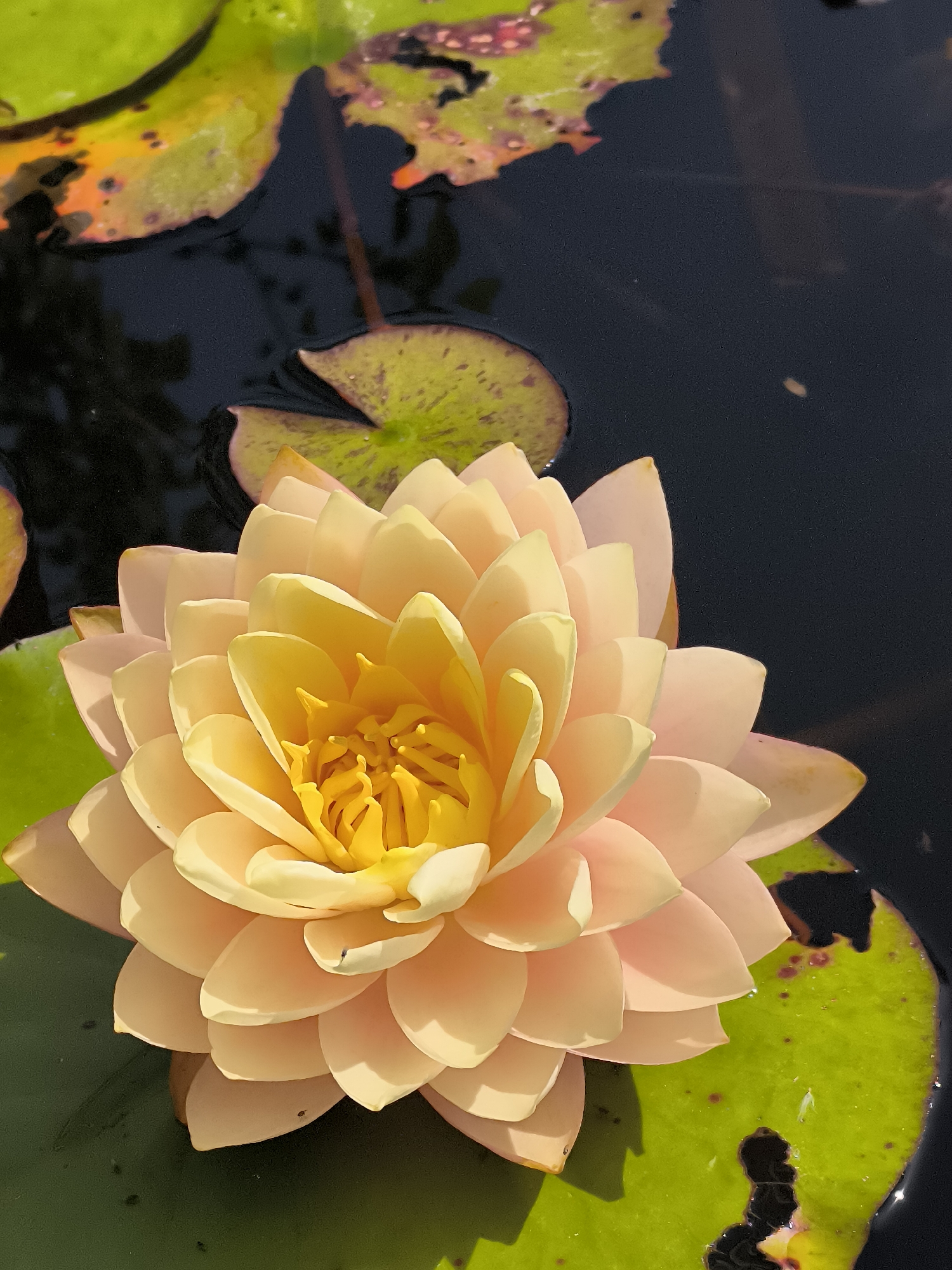 A pale yellow water lily, with tightly packed petals forming a layered bloom, floats on dark water. The center of the flower is a vibrant yellow. Several green lily pads, some with reddish-brown blemishes, surround the flower. The scene appears to be a still pond or body of water. There is no discernible location information for Žiaukos, Lithuania within the image.
