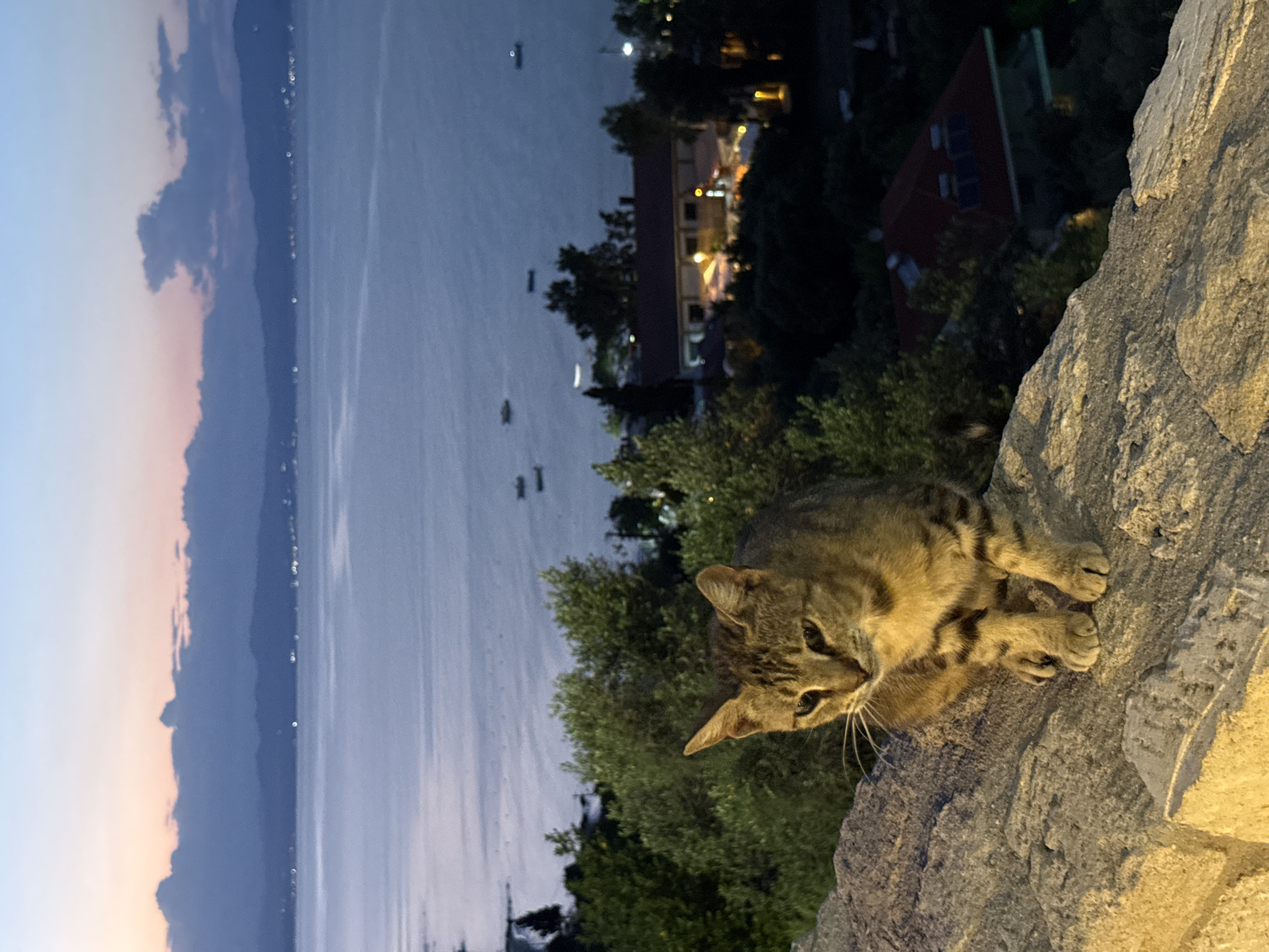A tabby cat sits on a stone wall at dusk, with a body of water and a distant town visible in the background. The cat is facing left with its head slightly tilted down, its fur is a mix of brown, black, and tan stripes. The stone wall it is perched on is rough and illuminated by a warm light, suggesting artificial lighting. Beyond the wall, lush green trees form a dense layer, obscuring much of the ground below. Further in the distance, a body of water, likely a sea or large lake, stretches to the horizon. Faint lights dot the coastline of a landmass on the other side of the water, indicating a settlement. The sky above displays a gradient of soft blues and purples, characteristic of twilight, with some darker clouds forming a line across the sky. A few small boats are scattered on the water, and the lights of buildings are visible nestled amongst trees and along the shoreline in the distance. The scene appears to be in a coastal area within the Kassandra Municipal Unit of Greece.