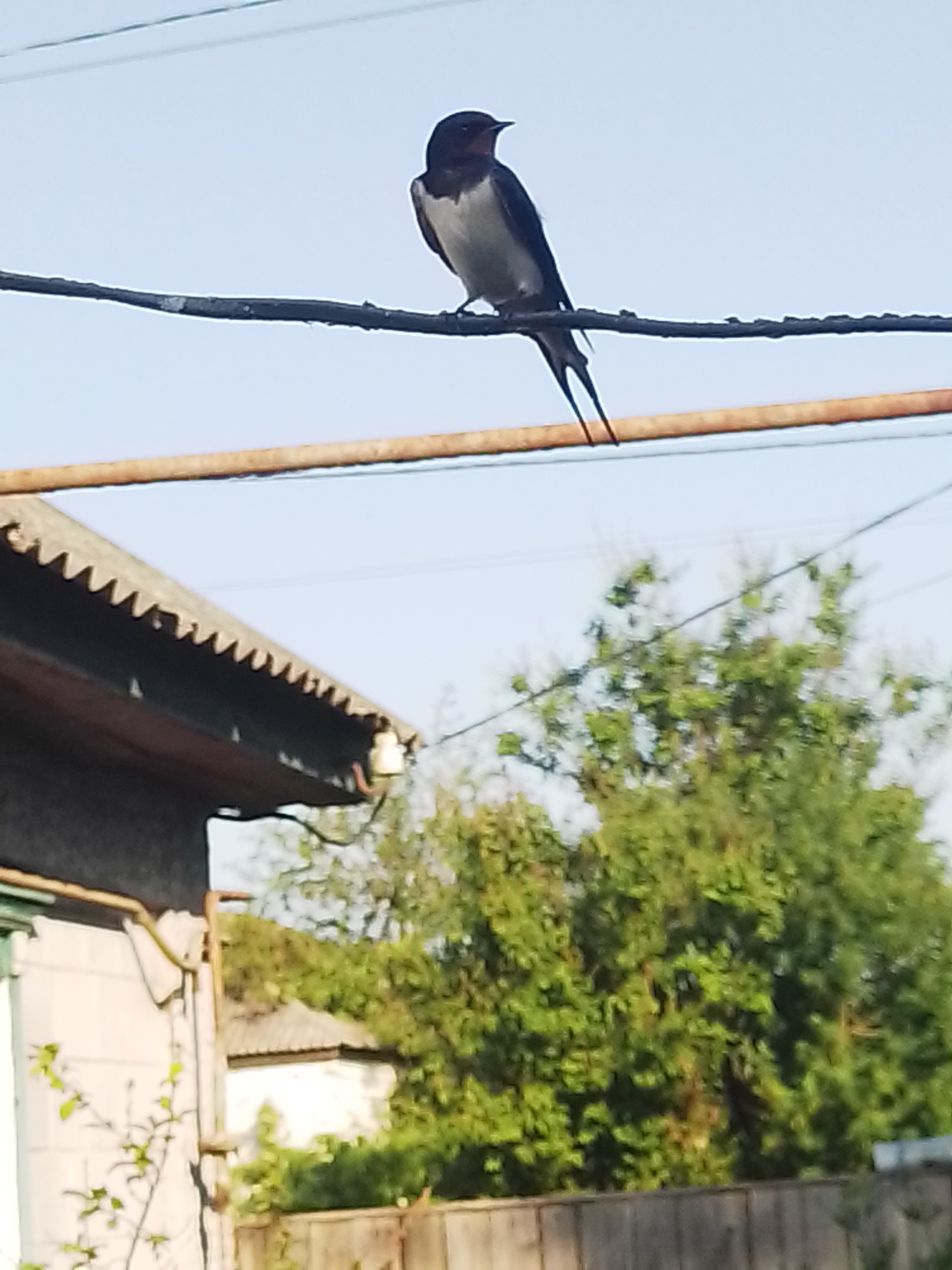 A barn swallow is perched on a dark wire against a clear blue sky. The bird is facing left, with its dark blue-black wings and back contrasting with its white belly and throat. Its distinctive forked tail is visible, fanning out behind it. Below the wire, a light brown horizontal pipe runs across the frame. To the left, the corrugated roof of a building with a serrated edge is visible, along with a portion of a white-walled structure. Green foliage from trees fills the background, with a wooden fence at the bottom of the image. The overall scene is outdoors, likely in a rural or semi-rural setting, consistent with the location of Ustyvytsia, Ukraine.