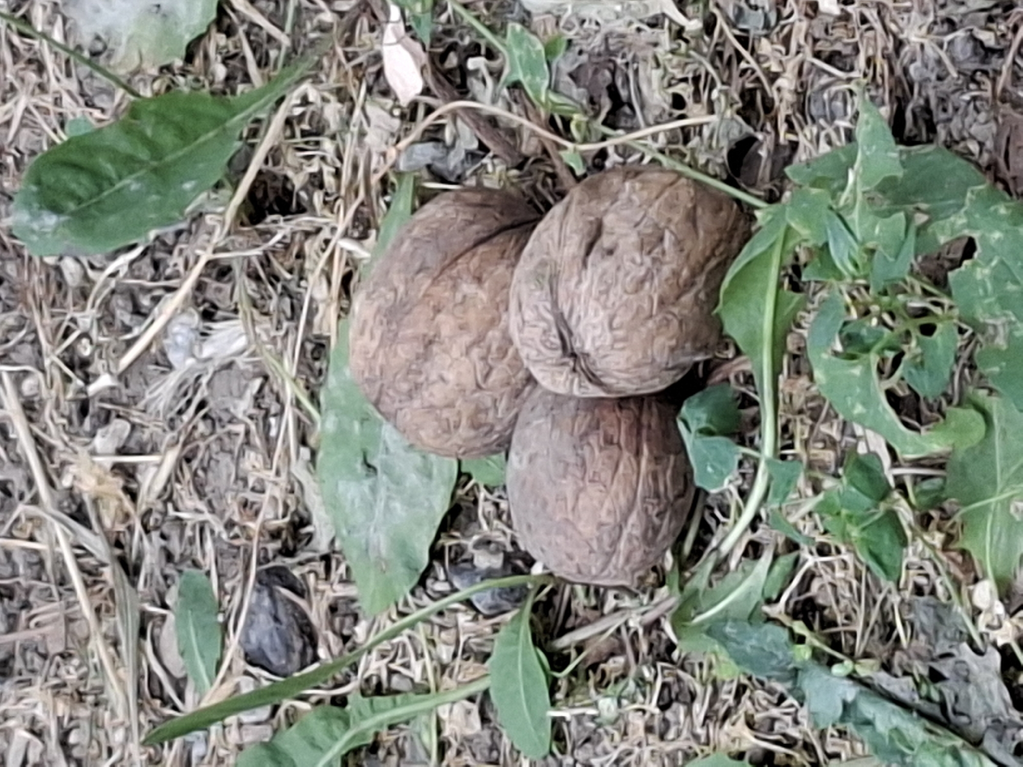 Three walnuts are resting on the ground amidst dry grass and green foliage. The walnuts are a light to medium brown color with textured shells. The ground is covered in a mix of dry, straw-like material, small stones, and dirt. Scattered green leaves and stems of plants are interspersed throughout the scene. The image is an outdoor, close-up shot focusing on the walnuts and their immediate surroundings. The scene is consistent with an area in Almaty, Kazakhstan, where walnuts naturally grow or are found.