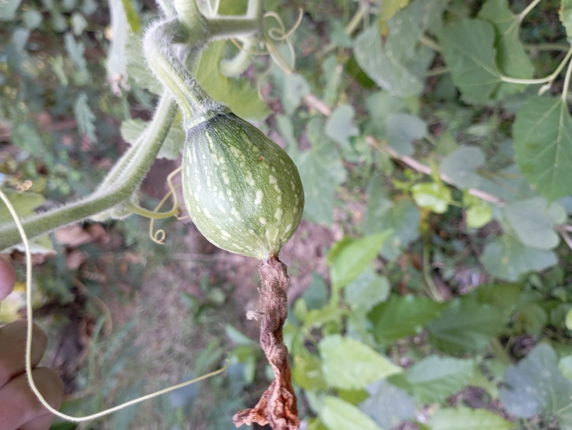 A close-up shot focuses on a small, green, unripe gourd with white speckles, attached to a vine. The gourd is positioned on the right side of the frame, with a dried, brown stem extending from its left side. The vine itself is fuzzy and green, with tendrils curling around it. In the background, out of focus, are green leaves and foliage, suggesting an outdoor, natural environment. The scene is likely located in a garden or rural area.