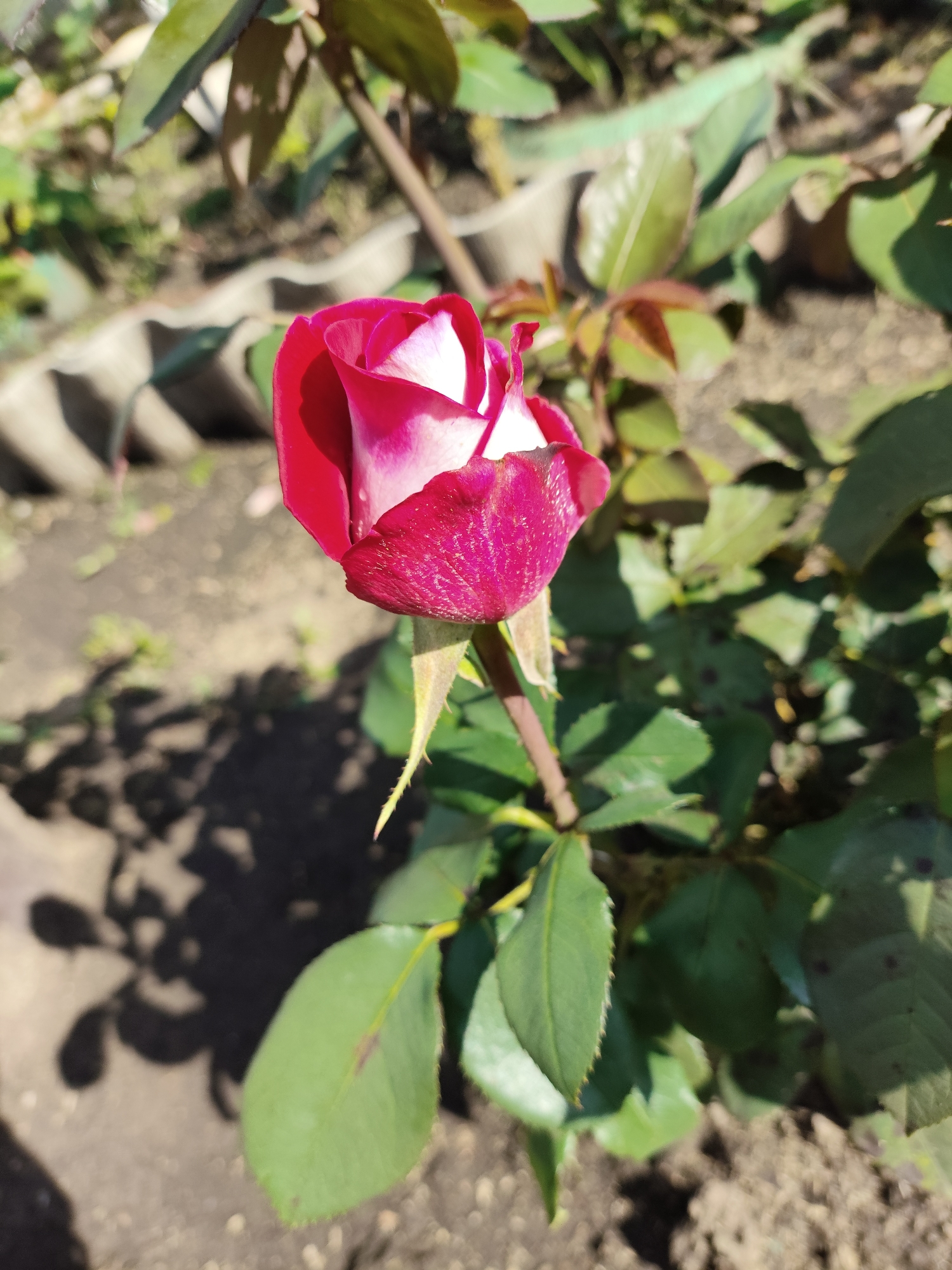 A close-up, eye-level shot captures a deep pink rosebud with white highlights, its petals unfurling in the bright sunlight. The rose is the primary subject, positioned slightly left of center, with its stem and green leaves forming a natural frame. The background consists of out-of-focus green foliage and dark soil, with shadows cast by the leaves and the rosebud itself, suggesting a garden setting. The overall impression is one of natural beauty and tranquility. The location is specified as Shopino, Russia, implying an outdoor scene in this Russian town.