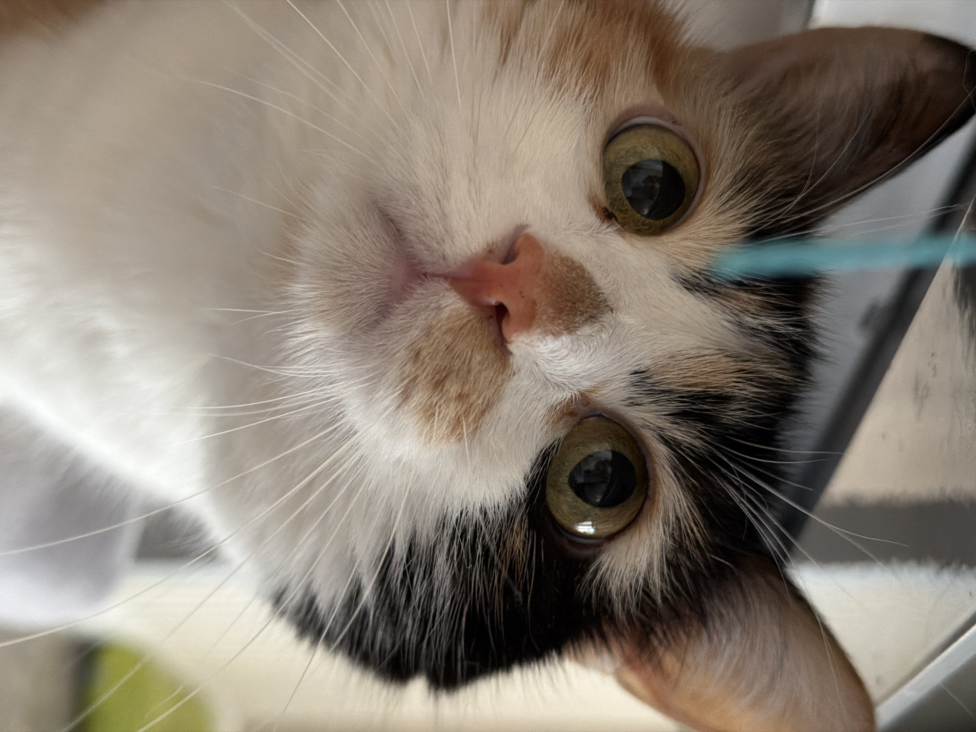 A close-up, slightly angled view of a calico cat's face. The cat has yellow-green eyes, a pink nose with brown markings, and a mix of white, brown, and black fur. The background is blurry and appears to be some kind of metal surface. The presence of a blue line suggests an object, possibly a toy or string, near the cat. The cat is looking directly into the camera. There is no information suggesting that the photograph was taken in Rossiyskiy, Russia.