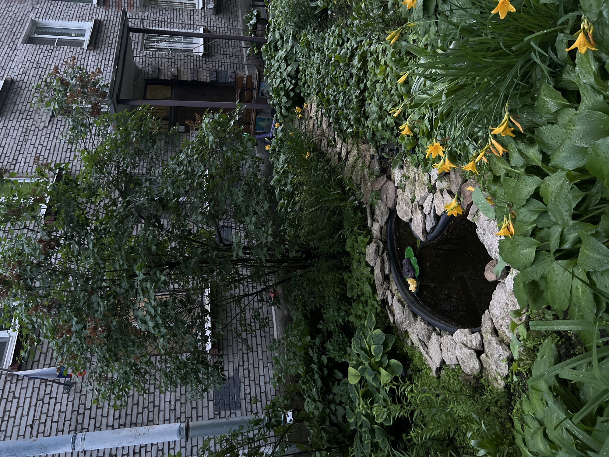 A small, artificial pond with a rock border is visible in the foreground of this image, set within a lush, green garden. The pond contains a single yellow water lily. A winding path of flat stones leads away from the pond, disappearing into the dense foliage of hosta plants and tall, green grass. Yellow daylilies are scattered throughout the garden, adding bright pops of color to the scene. In the background, a brick building with gray bricks and white-framed windows is visible. A downspout runs along the left side of the building. A small tree with green leaves and some dried brown seed pods grows in front of the building, partially obscuring a window. A Russian flag is attached to the building to the left of the tree. The overall impression is of a well-maintained, albeit somewhat overgrown, garden area adjacent to an urban building. The scene suggests a quiet, possibly residential area in Saint Petersburg, Russia, perhaps a courtyard or a small park.