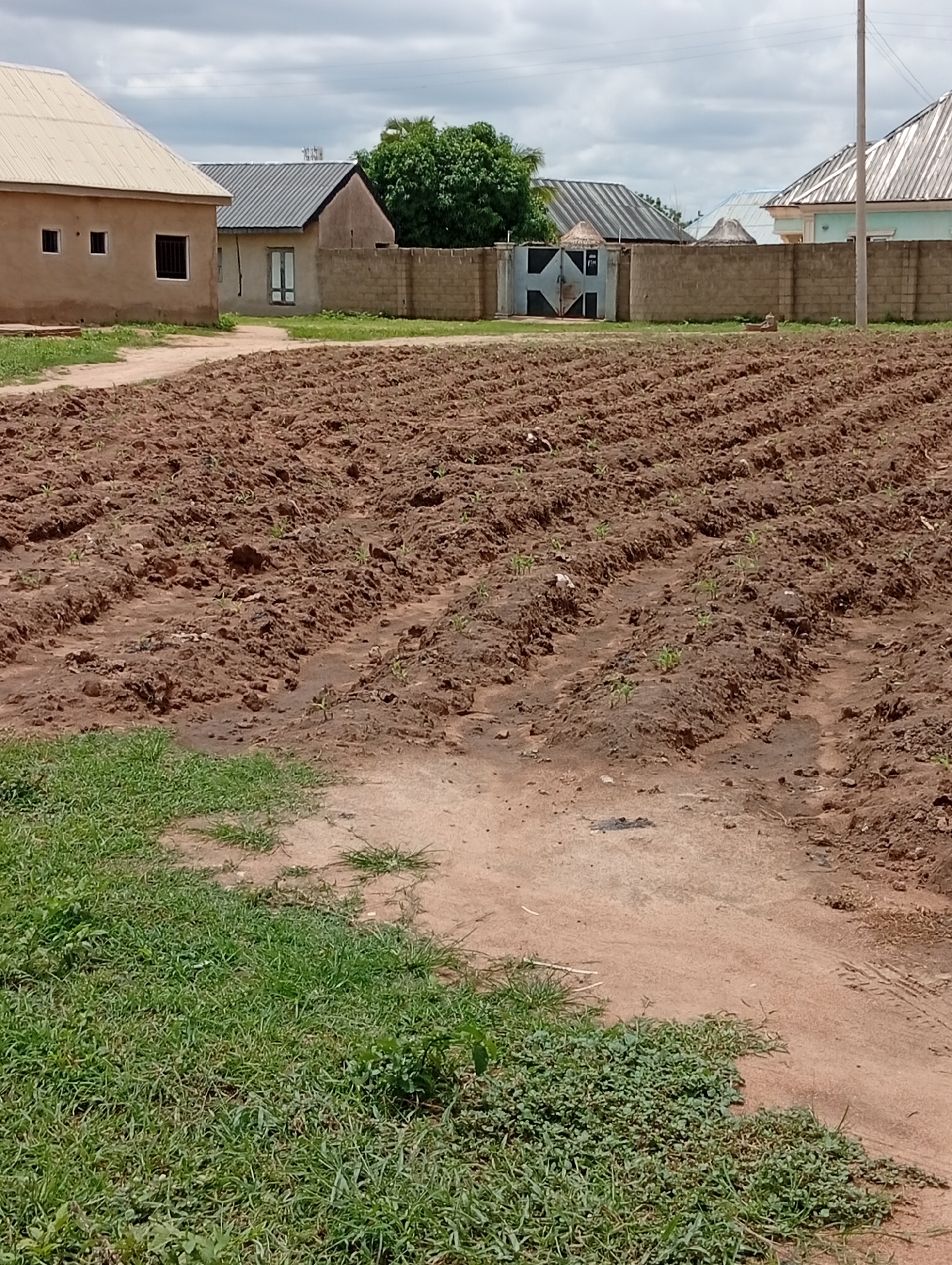 The image depicts a rural scene in Jalingo, Nigeria, featuring a newly planted field in the foreground. The field is characterized by rows of tilled soil, with young seedlings just beginning to emerge. To the left of the field, a patch of green grass is visible. In the background, several buildings with corrugated metal roofs are present, along with a brick wall and a metal gate. The sky is overcast with clouds. There are no people visible in the image.