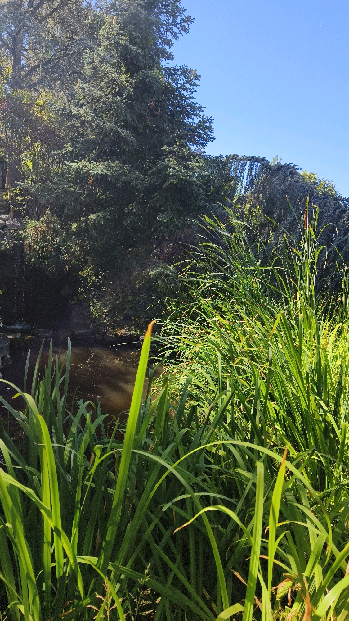 A serene natural scene unfolds with a focus on lush greenery and a calm body of water, located in the city of Langenlois, Austria. In the foreground, tall, vibrant green reeds and grasses dominate, their leaves reaching upwards and arching gracefully. Behind them, a dark, still pond reflects the surrounding foliage and the clear blue sky. To the left, a small waterfall cascades down a rocky embankment, feeding into the pond. A large evergreen tree, likely a spruce, stands tall behind the pond, its branches heavy with needles, casting shadows on the water. To the right, another evergreen, possibly a weeping cedar, arches over the scene, its long, drooping branches adding a sense of depth and texture. The clear blue sky overhead suggests a bright, sunny day. The overall impression is one of peaceful natural beauty, a tranquil corner within Langenlois.
