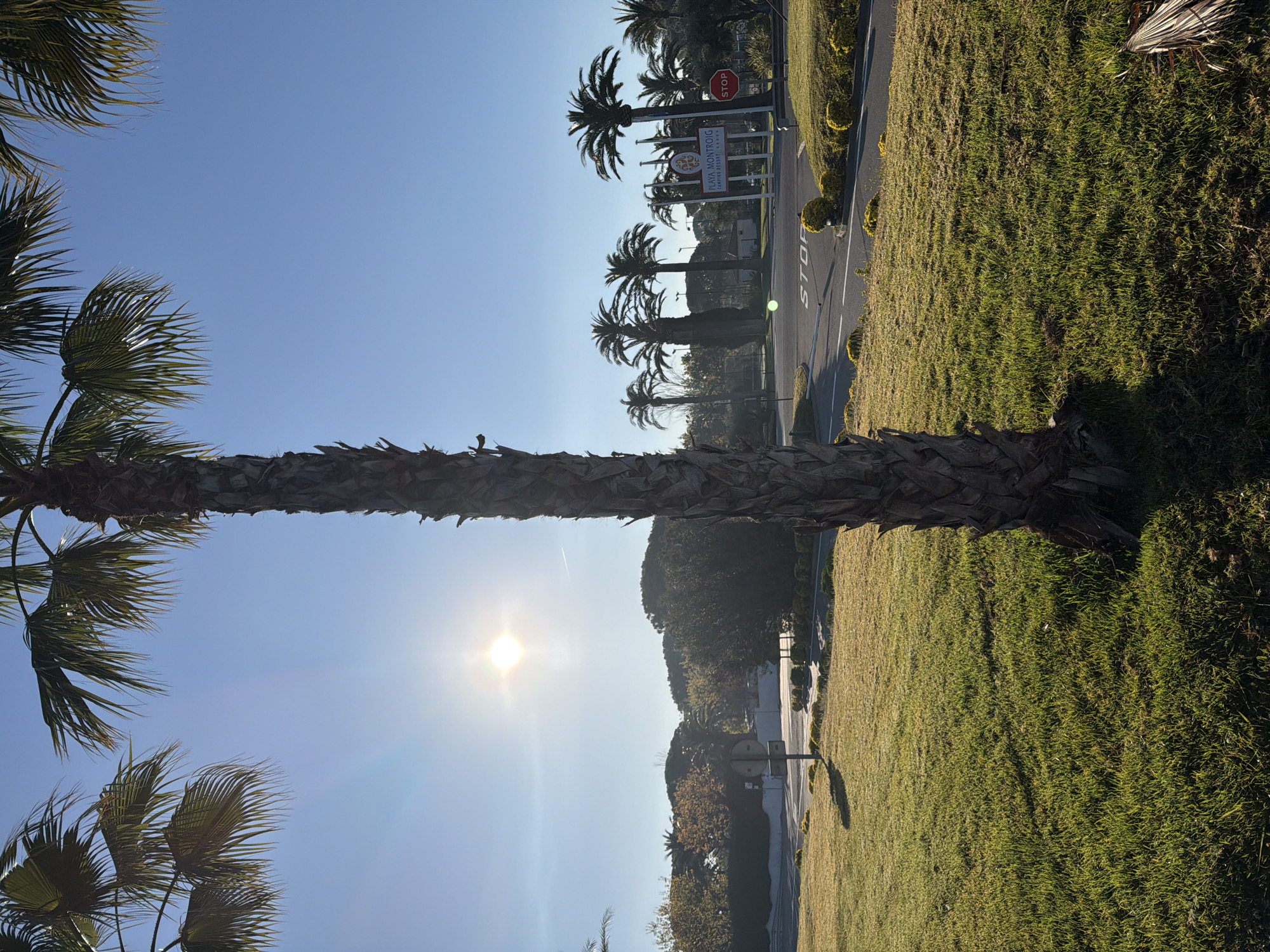 The image captures a view of Mont-roig del Camp, Spain. The scene presents a blend of natural and urban elements. A palm tree dominates the foreground, its trunk vertical in the frame. The sun shines brightly in the sky. In the background, there are more palm trees along a road marked with a "STOP" sign and a sign reading "PLAYA MONTROIG CAMPING RESORT". The area also includes green, grassy areas and bushes.