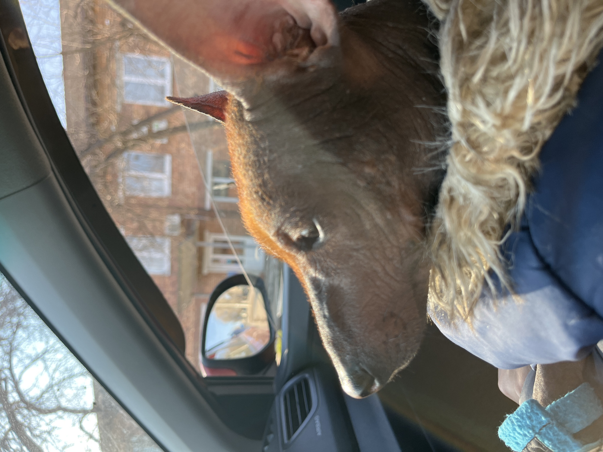 A close-up, tilted, indoor photograph shows a Xoloitzcuintli dog peering out of a car window. The dog's head and neck are prominent, with its ear perked up towards the viewer. The dog is nestled against a blue puffer jacket with faux fur trim. The car's interior is visible, including the dashboard, side mirror, and window frame. Through the window, a blurry exterior scene can be discerned, showing a building with multiple windows, likely an apartment building. The photo was most likely taken in the city of Chaikovsky, Russia. The lighting appears to be natural daylight.