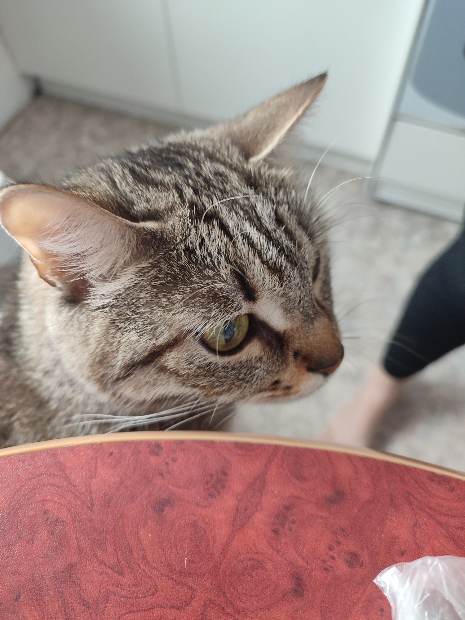 An indoor scene in Chaikovsky, Russia, captures a domestic short-haired cat with prominent brown and grey tabby markings, positioned in the left and central-upper foreground. The cat's head is oriented slightly right and downwards, with its visible left eye displaying a greenish-yellow iris and dark pupil. The lower third of the image is occupied by a reddish-brown table surface, featuring a light-colored edge and irregular darker patterns. A small, crumpled clear plastic bag is partially visible on this table surface in the bottom right corner. In the blurred midground to the right, a bare human foot and the lower section of a dark garment are discernible, indicating a person's presence in close proximity. The background consists of out-of-focus light-colored walls or cabinetry, consistent with a residential interior.