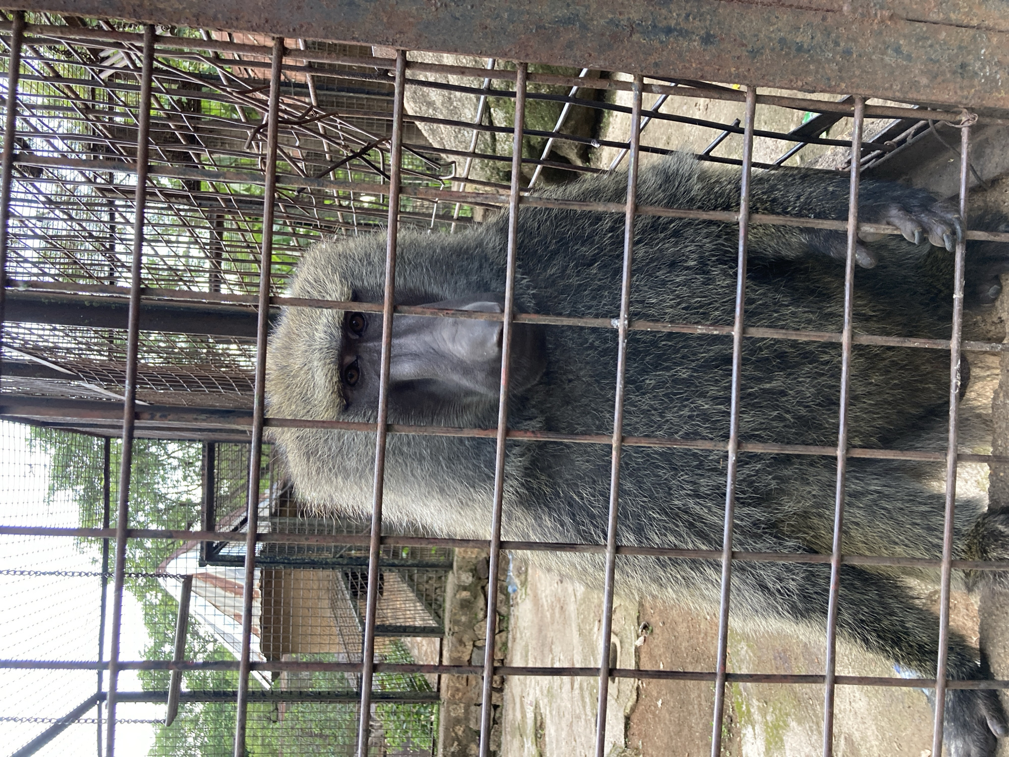 A baboon is behind a metal cage. The baboon's face is in the center of the frame, looking directly at the camera. It has dark fur with lighter grey around its face and body. Its eyes are dark and piercing. One of its hands is visible resting on the cage bars, showing dark fur and sharp claws.
The cage is made of thick metal bars, some of which are rusted. The background behind the cage shows a mix of natural elements and man-made structures. There are trees and foliage visible, suggesting an outdoor setting. In the background, there are also hints of buildings or enclosures, possibly indicating a zoo or animal sanctuary. The ground appears to be concrete or dirt.
The lighting suggests it might be daytime, with natural light illuminating the scene. There are no people visible in the frame. The baboon's expression could be interpreted as curious or watchful. The overall impression is of an animal in captivity. The location context of Jos, Nigeria is noted, which may imply a particular species of baboon or a specific type of enclosure common to the region. No visible text is present in the image.