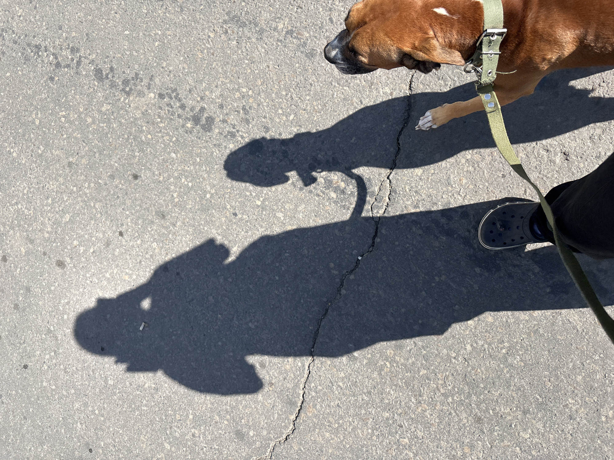 The image shows a shadow of a person holding a phone and a shadow of a dog on an asphalt surface with a crack. The dog, a brown boxer breed, is visible in the lower right corner of the frame, wearing a green collar and leash. The person's shadow is on the left, showing them holding a device up, likely taking the photo. The environment appears to be outdoors in a city, possibly Rostov-on-Don, Russia, given the context. The lighting suggests it is daytime, with harsh shadows indicating a strong light source from above.
