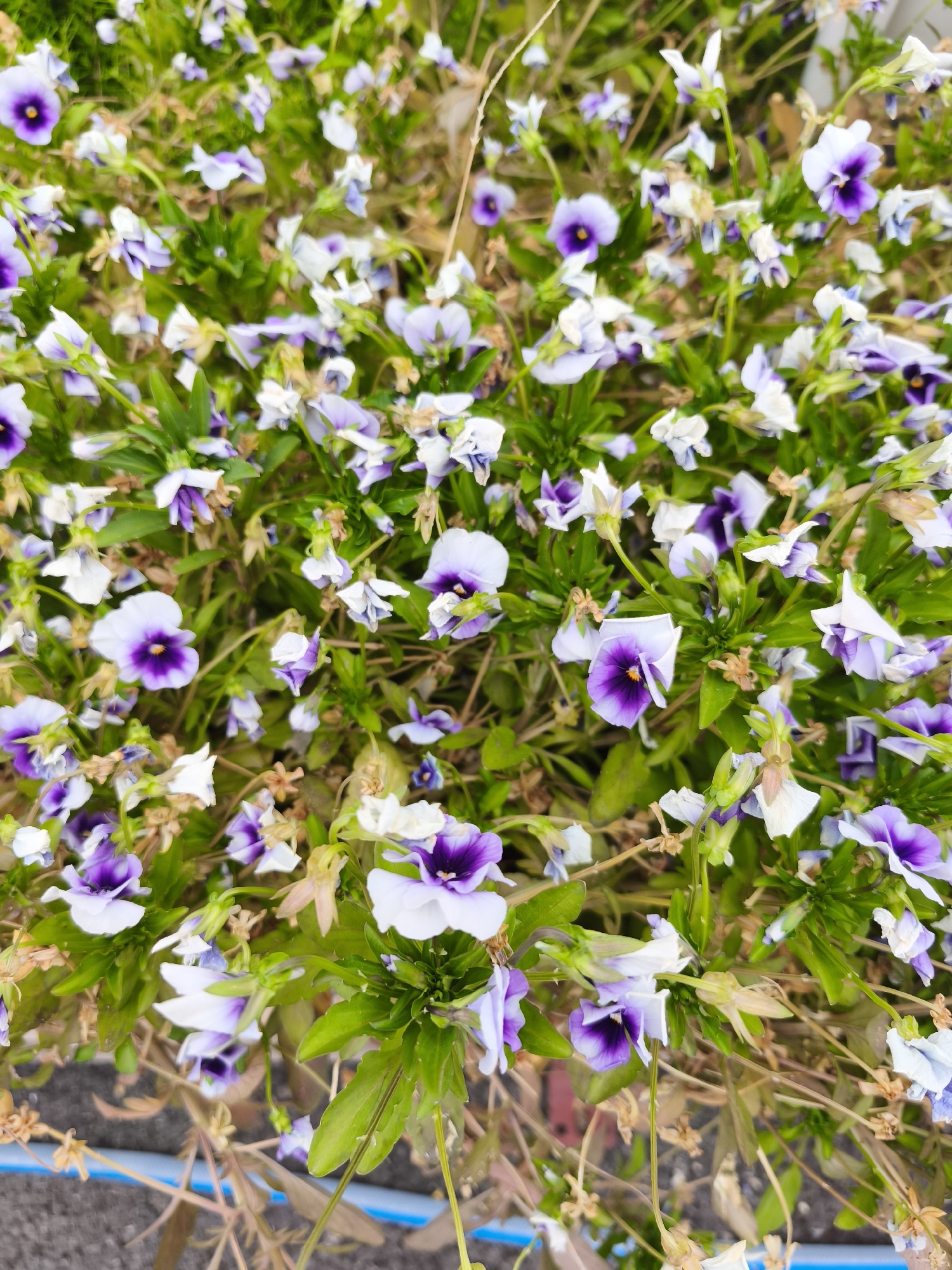 A close-up, overhead shot displays a dense carpet of purple and white pansies. The flowers are in various stages of bloom, with some fully open and others still tightly furled. Their petals are delicate and velvety, with vibrant purple centers that transition to a soft white at the edges. Lush green foliage provides a backdrop for the colorful blooms, with dried brown stems and seed pods interspersed throughout the scene. The overall impression is one of natural beauty and abundance, suggesting a garden or park setting in Asan-si, South Korea.
