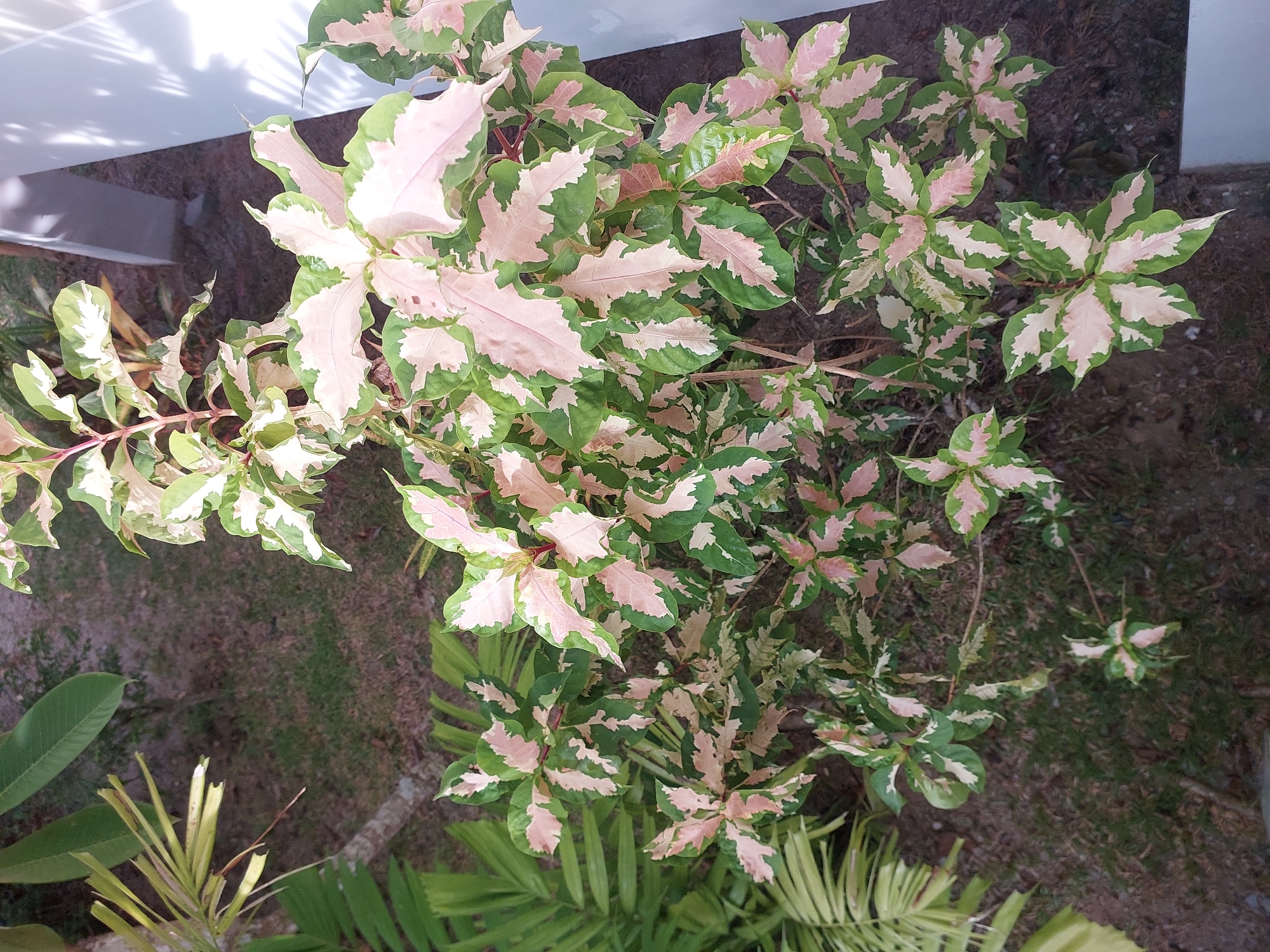 A high-angle, full shot captures a variegated plant with pink and green leaves. The plant is in focus and occupies most of the frame. The background consists of dark soil and green grass. To the left of the plant, a portion of a palm frond is visible, and to the right, a light-colored wall casts a shadow from palm fronds. The scene appears to be an outdoor garden setting, possibly in Baan Mae Nam, Thailand.