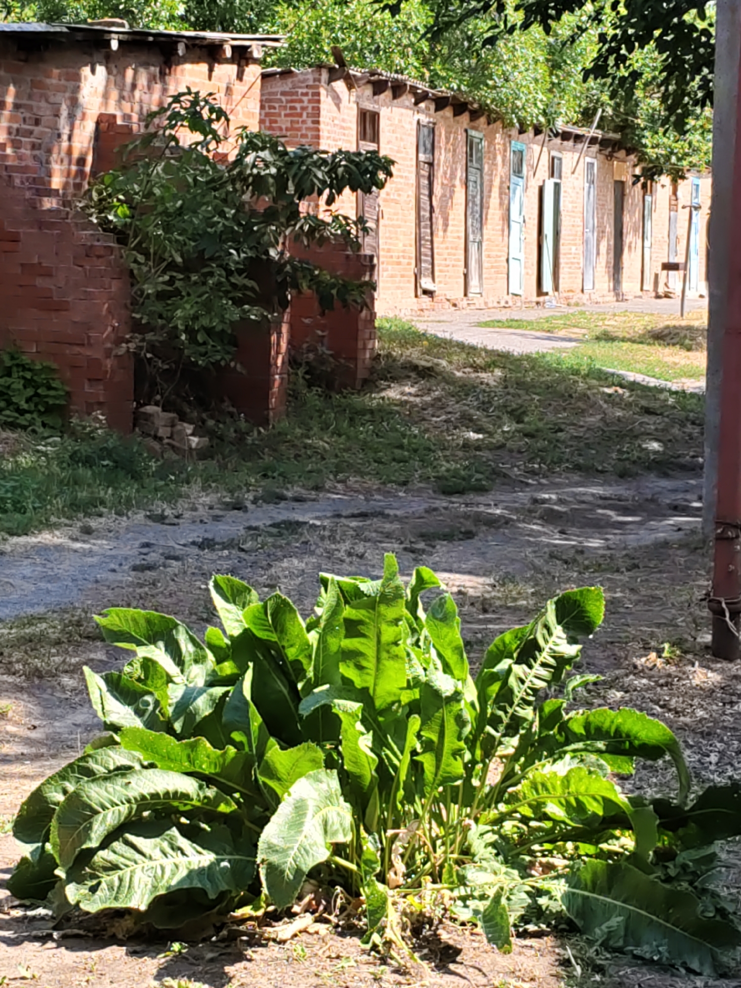 In Pukhlyakovskiy, Russia, an outdoor scene depicts a row of dilapidated brick structures with weathered wooden doors and windows. Sunlight casts shadows on the uneven ground, which is covered with dry grass and debris. In the foreground, a cluster of large, lush green plants with broad leaves dominates the lower half of the frame. The brick buildings appear aged, with some sections showing signs of disrepair. Trees with green foliage line the top of the buildings, suggesting a temperate climate. The overall impression is one of a rural or abandoned area.