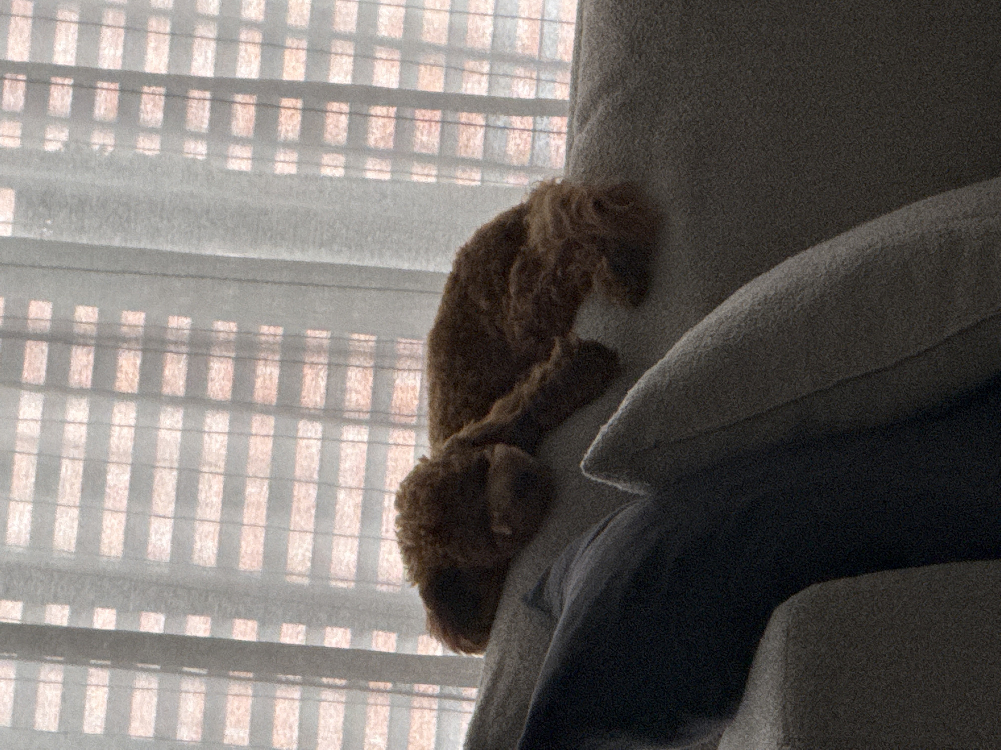 A small, fluffy, brown dog is lying on its side on a sofa. The dog is curled up and appears to be sleeping or resting. The sofa is upholstered in a light-colored, textured fabric. In the background, a sheer curtain is visible, with blinds partially obscuring the view behind it. The lighting suggests it is daytime, with natural light filtering through the window. The setting appears to be a residential interior, likely a living room, in Marum, Netherlands.