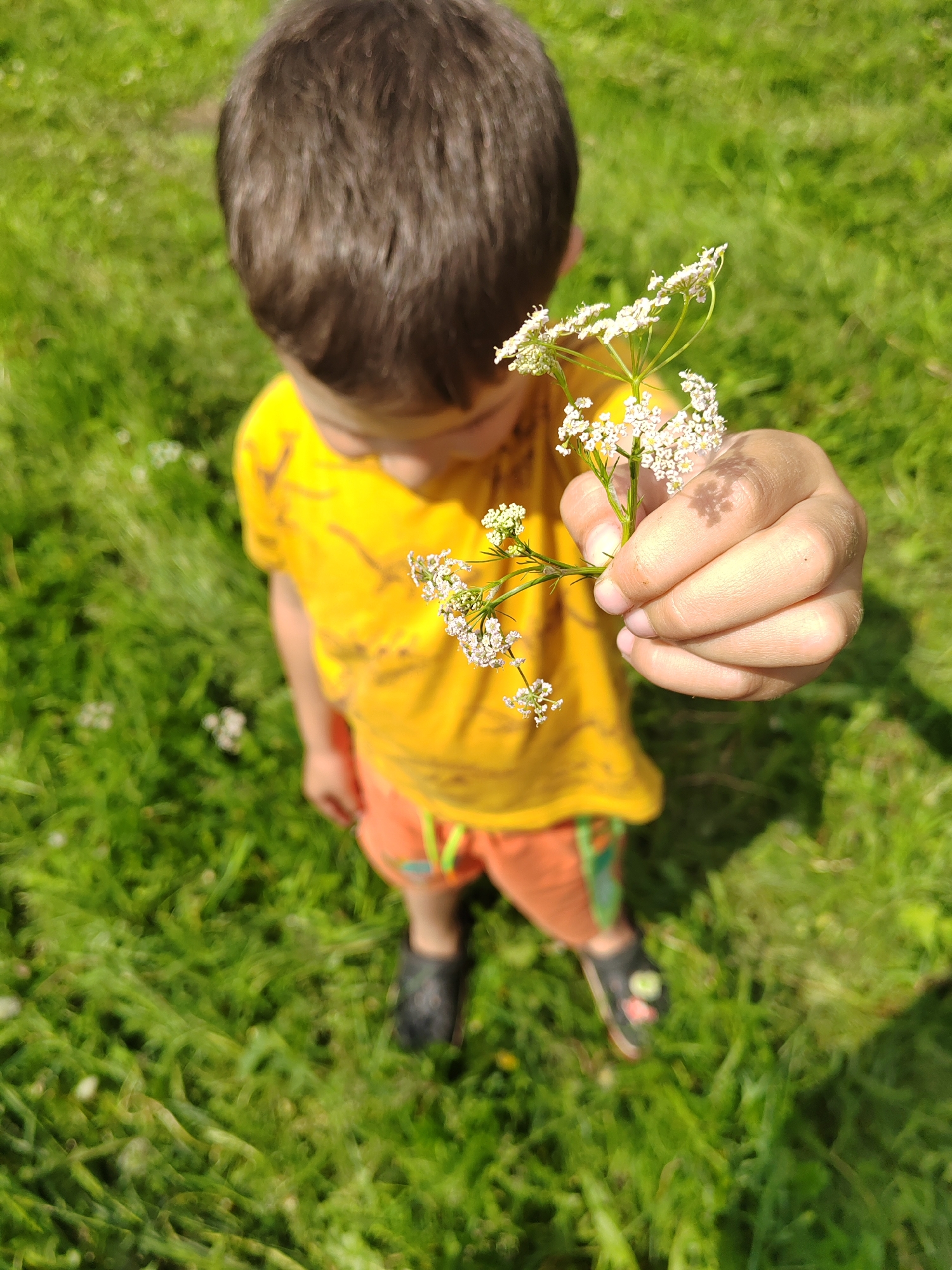 An over-the-shoulder shot shows a person's hand holding a small cluster of white wildflowers. The person, who appears to be a child, is wearing a bright yellow t-shirt and orange shorts. The child's dark hair is visible at the top of the frame. The background is a blur of green grass, suggesting an outdoor setting like a park or field. The image is lit by bright sunlight, casting shadows on the grass. The exact location is unknown.