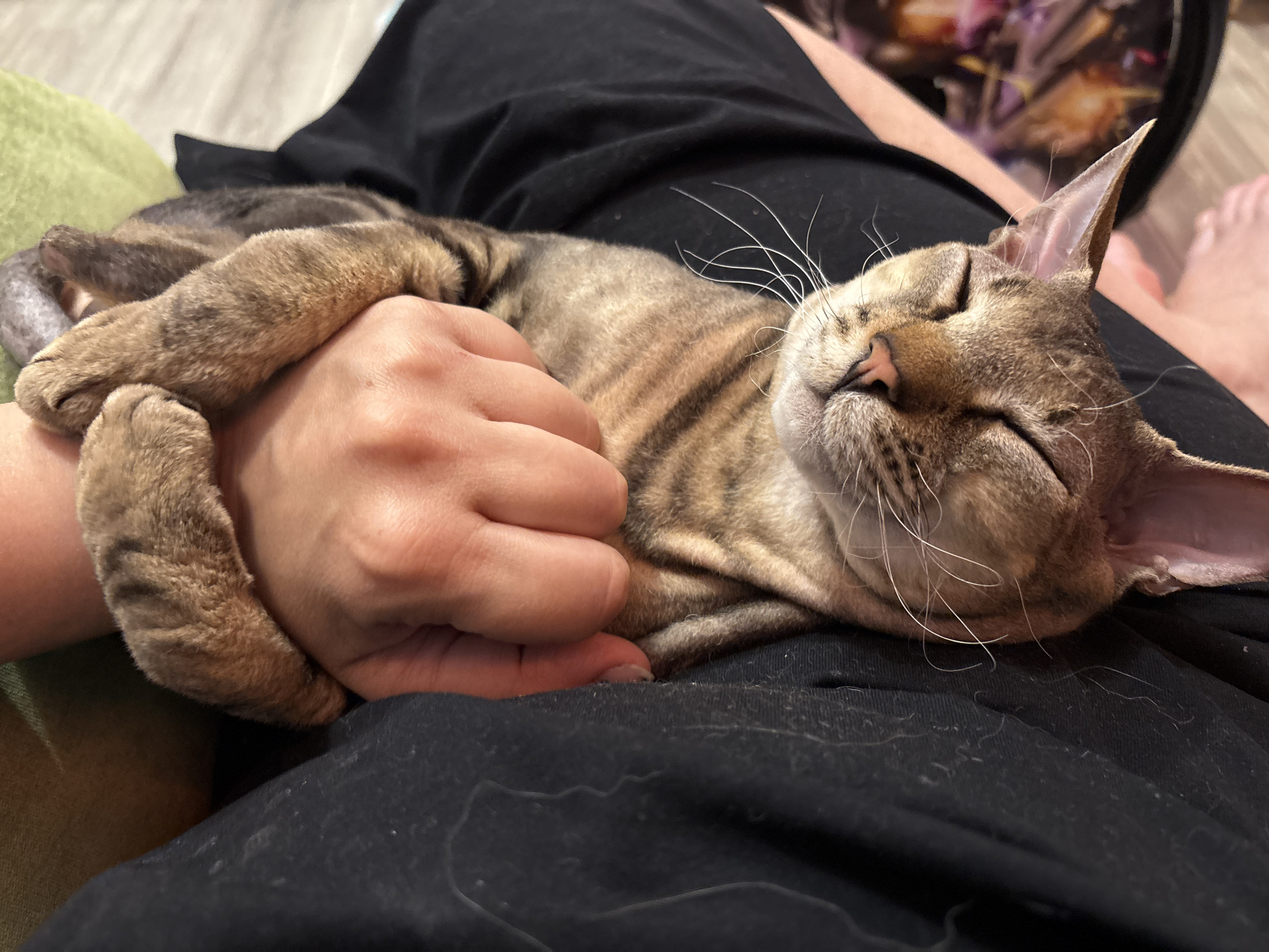 A close-up shot shows a tabby cat sleeping in a person's lap, with the person's hand gently wrapped around the cat's paw. The cat is positioned on a lap clad in black clothing. The environment appears to be indoors, with part of a green cushion visible on the left and a glimpse of what might be a wooden floor. The person's bare foot is seen in the top right of the image. The specific location is Natukhayevskaya, Russia.
