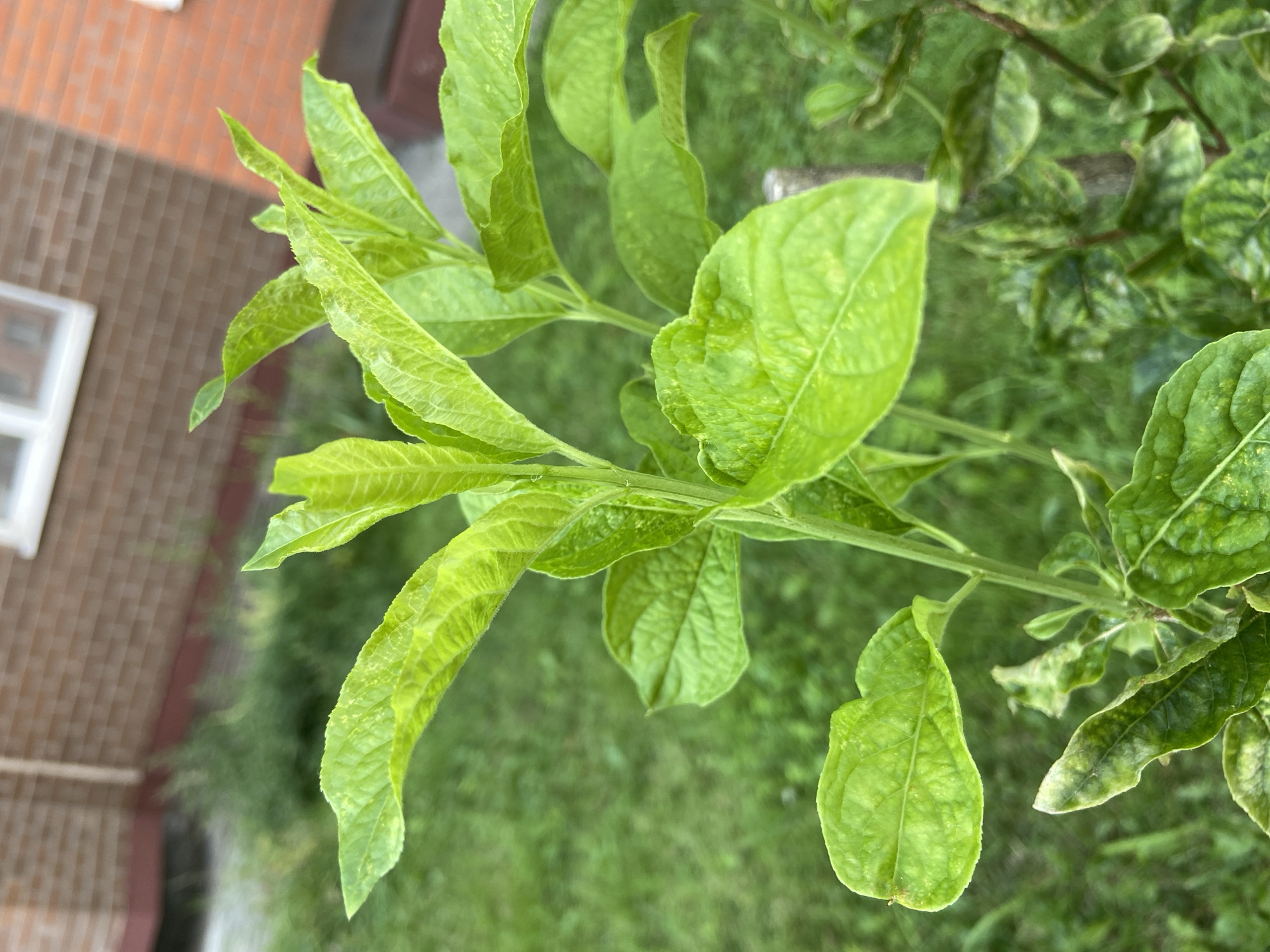 The image is a close-up, eye-level shot of a vibrant green plant with broad, slightly crinkled leaves. The plant is in focus, with its leaves and stem occupying the majority of the frame. The background is softly blurred, showing a green grassy area and a brick building with a white-framed window. The lighting appears to be natural daylight, creating a soft illumination on the plant. The location is identified as Balashikha, Russia.