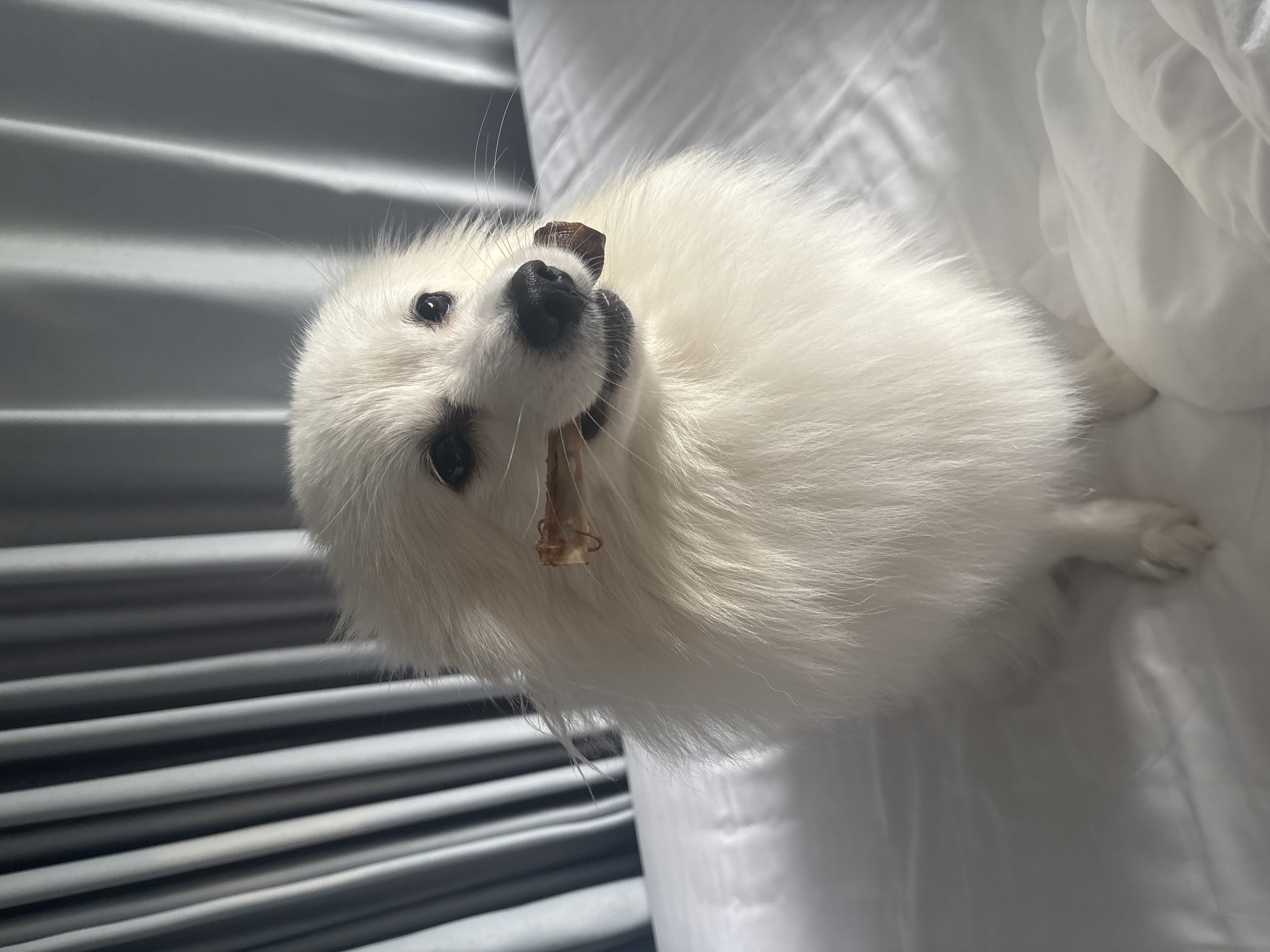 A white Japanese Spitz dog sits on a white bed, holding a bone in its mouth. The dog's fur is fluffy, and its eyes are dark and attentive. Behind the dog, grey curtains are drawn, creating a soft, diffused light. The overall impression is one of a cozy, domestic setting. The location of this scene in Guangzhou City, China is unknown as there are no specific visual cues to indicate this.