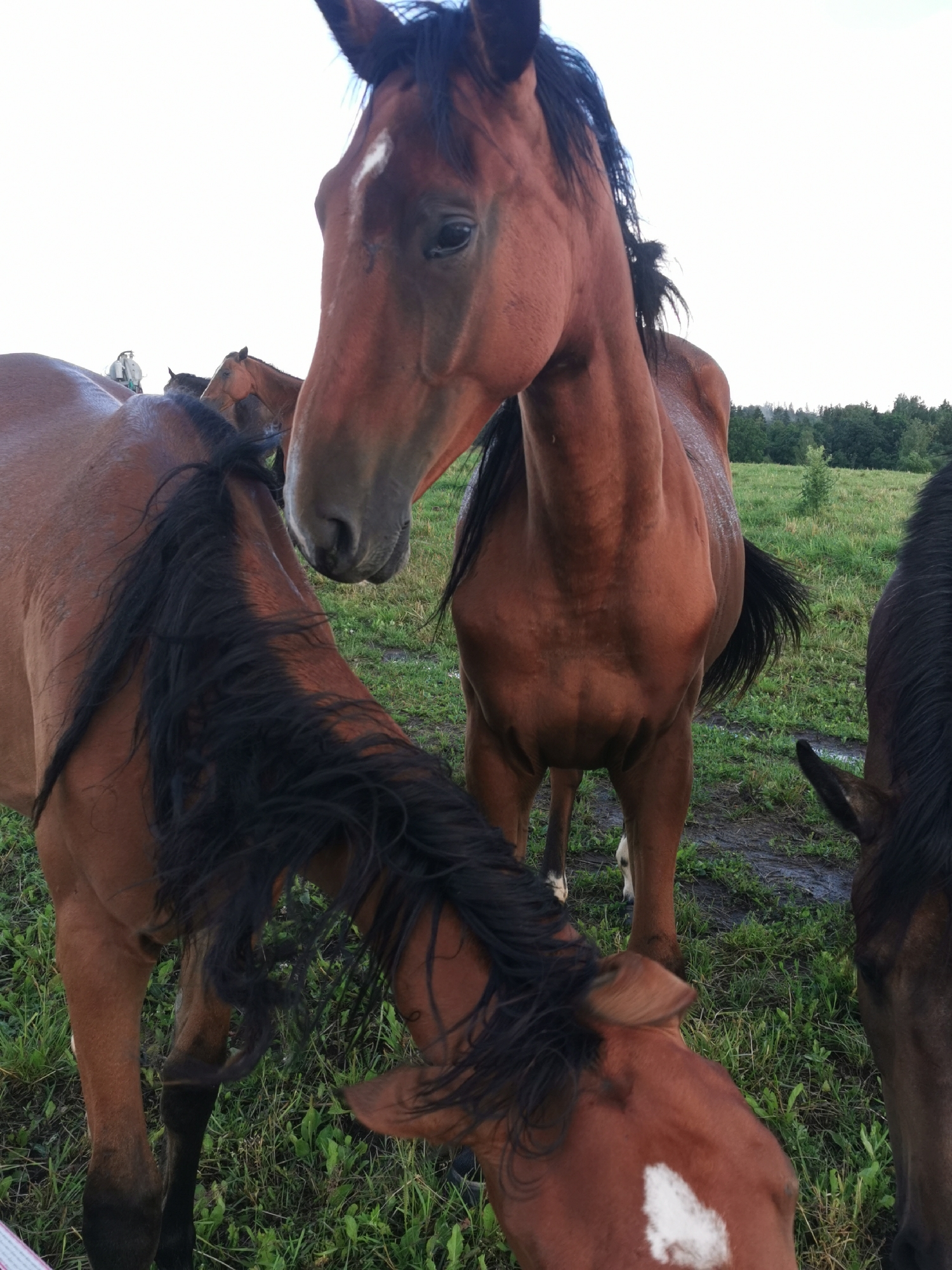 In Galinė, Lithuania, on a bright day, a group of brown horses are gathered in a grassy field with a backdrop of trees. The primary subject is a large brown horse in the foreground, its head and part of its neck visible. It has a white blaze on its forehead and a black mane. To the left and slightly behind, another brown horse's neck and mane are visible, its head down. Further back, more horses are partially obscured. A distant figure, possibly a person on horseback, is visible on the far left. The ground is muddy in patches, suggesting recent rain.