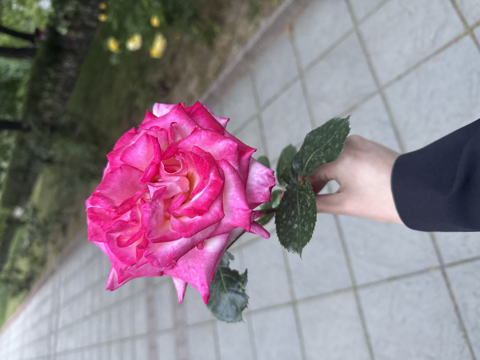 A hand in a dark-colored sleeve holds a pink rose with white edges against a background of a tiled walkway. The background is slightly blurred, showing green foliage and tree trunks. The setting is likely an outdoor area with greenery and paving. Specific details indicating the location as Blagoevgrad, Bulgaria, are not present in the image.