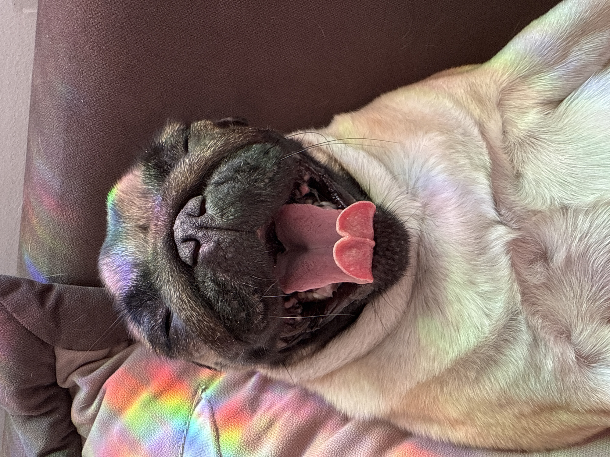A pug is lying down with its mouth open in a yawn. The pug has light brown fur and a black face mask. There are rainbow-colored light reflections on the pug's fur and the blanket it is lying on. The background is a dark brown couch.