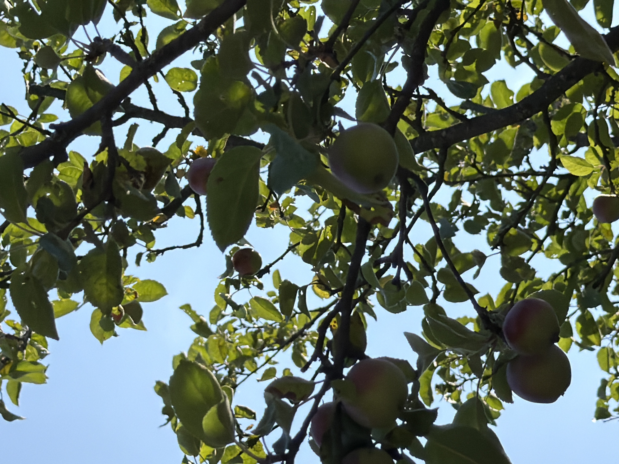 An image captures a low-angle view of an apple tree's branches laden with fruit against a clear blue sky. The tree is in Mali Kosharyshcha, Ukraine. Several ripe apples are visible, some green and others showing hints of red, hanging from leafy branches. The sunlight filters through the leaves, creating dappled patterns. The image is a snapshot of nature's bounty on a bright day.