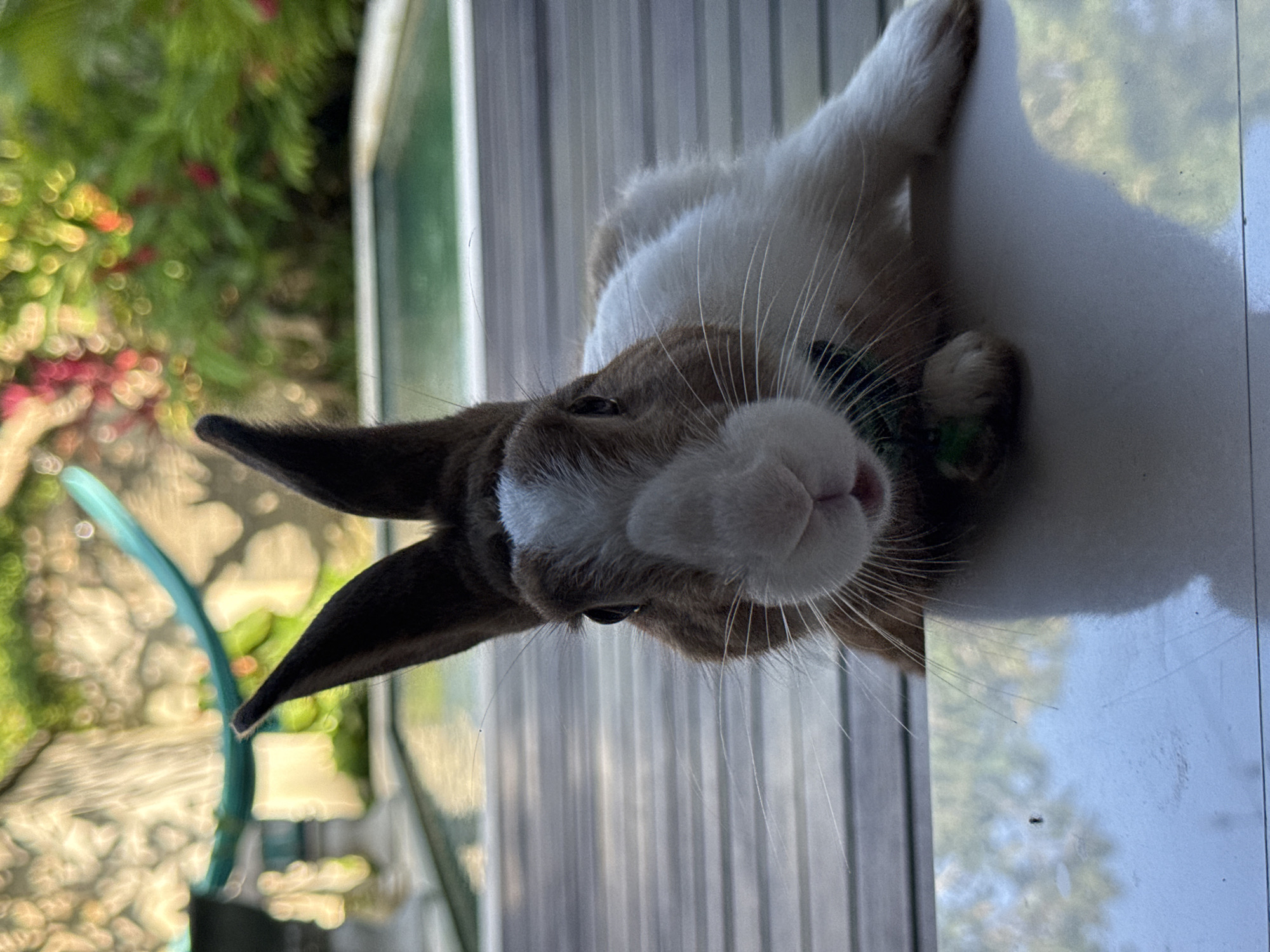 A medium-shot captures a brown and white rabbit with elongated ears, gazing into the camera. Its head is tilted at an angle, positioned near a window. Outside, blurred greenery and a turquoise object are visible. The rabbit appears to be wearing a green collar. The location is unknown and cannot be determined from the image. There are no people, subjects, objects, actions, interactions, or environmental details to specify any forensic findings.