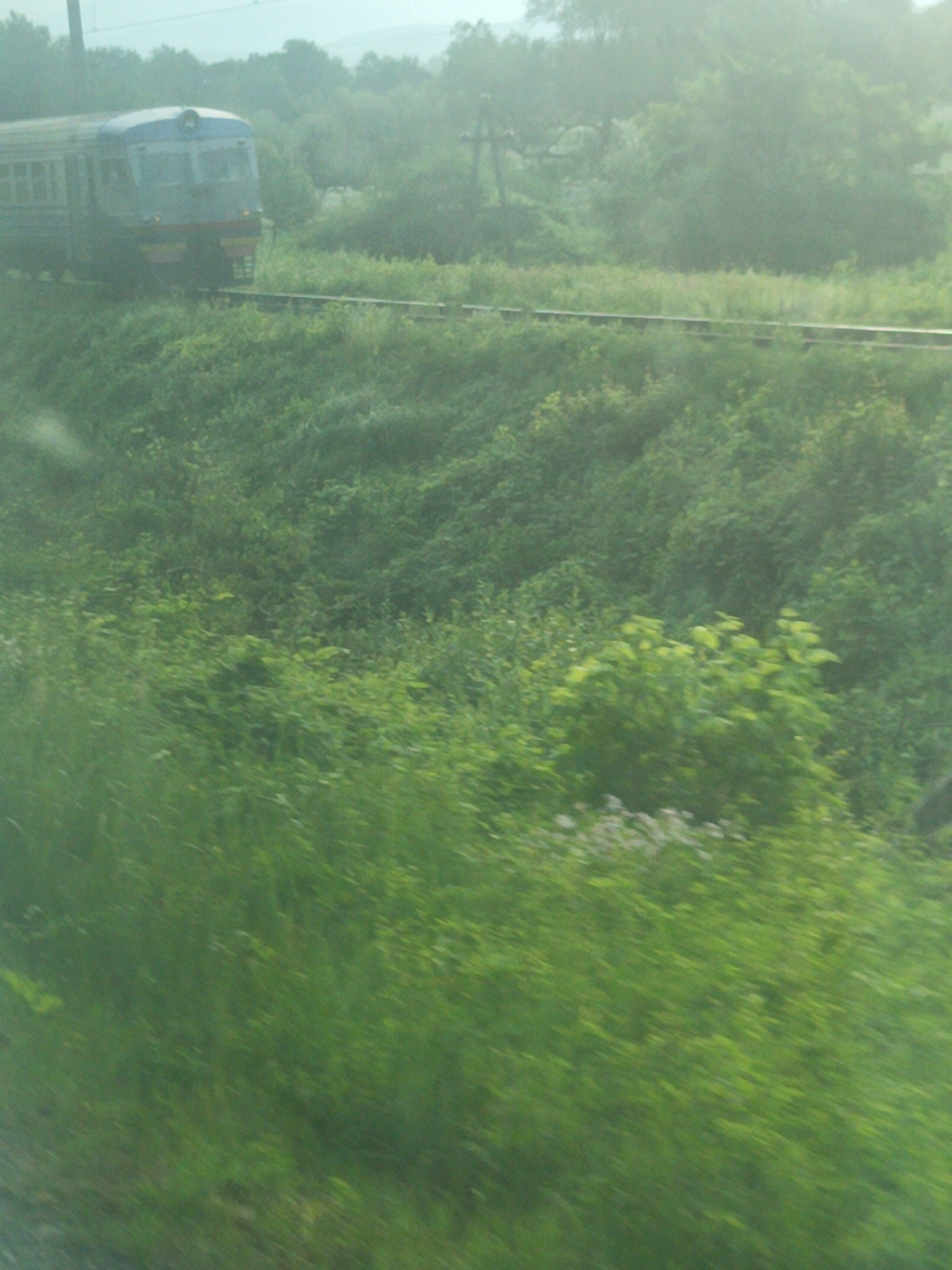 The image shows a train traveling on a track through a rural, green landscape with trees and vegetation. The train is blue and white and appears to be a passenger train. The scene is slightly hazy or foggy, suggesting it might be early morning or a humid day. The location is identified as the city of Perechyn, Ukraine, which is situated in a mountainous region with abundant forests. This type of scenery is typical for the Zakarpattia Oblast of Ukraine, known for its natural beauty and outdoor recreation. The image captures a moment of travel through a tranquil and picturesque setting.