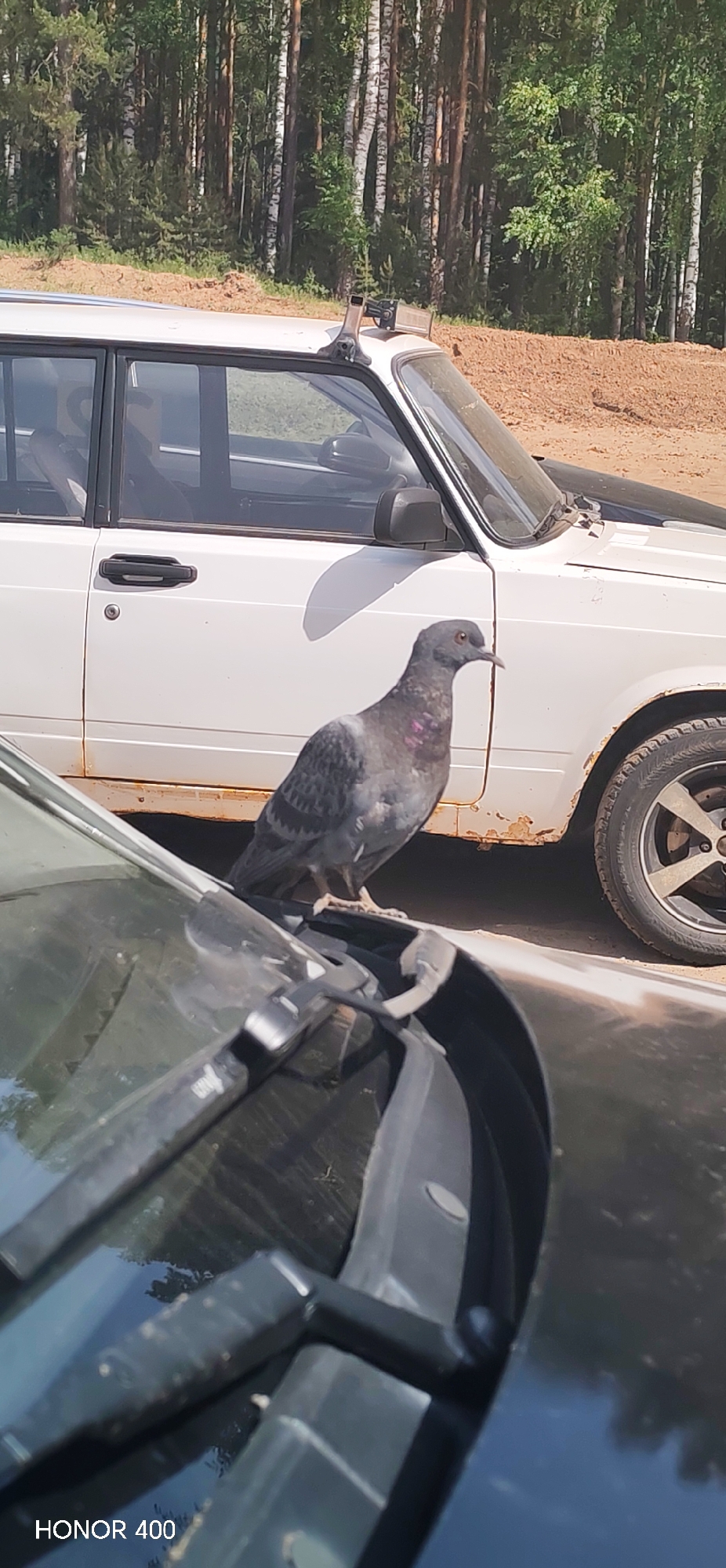 A pigeon stands on the hood of a dark car, positioned in front of a white car with some rust along its side. The cars are likely parked outdoors. In the background, a line of trees is visible, suggesting an outdoor or wooded environment. The bottom of the frame displays a phone brand tag. The location is Noviy, Russia.