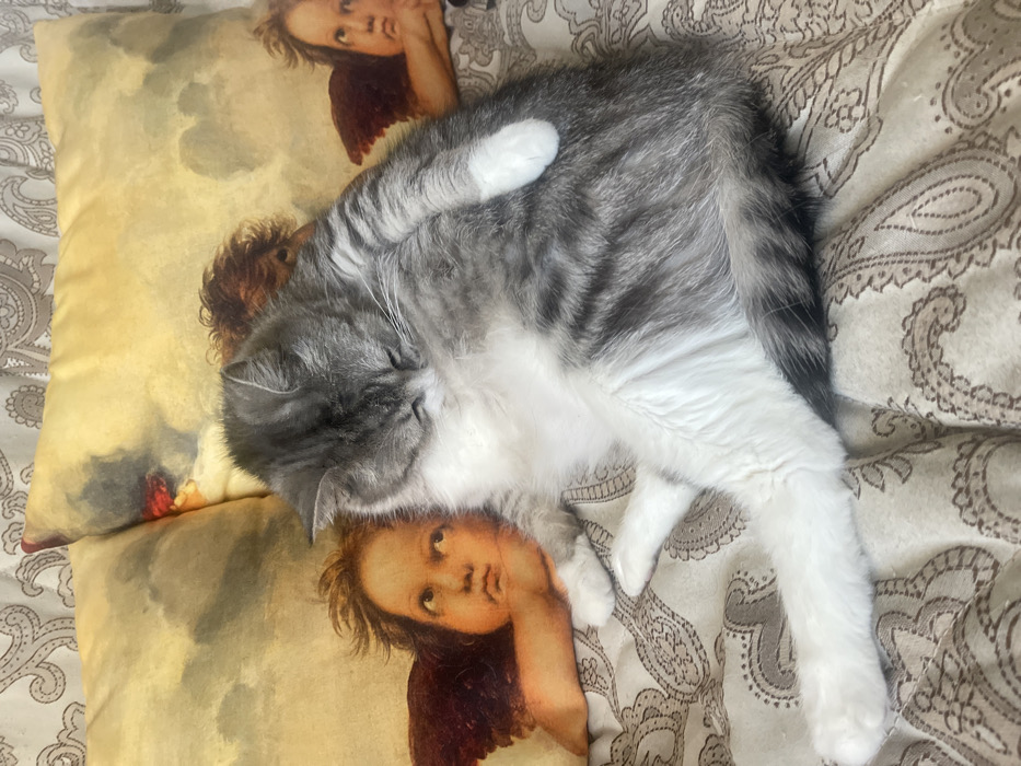 A domestic cat, exhibiting a silver-grey tabby pattern with a white chest, belly, and paws, is positioned on a bed in a domestic setting in Syasstroy, Russia. The cat is lying on its left side, with its head lowered and turned inward, and its eyes appear closed, suggesting a state of grooming or rest. Its front right paw is tucked, while its left front paw is extended. Both hind legs are extended. The cat rests on a light-colored comforter featuring a repeating, dark brown paisley-like pattern. Behind the cat are two yellow throw pillows, each adorned with a classical art print depicting a cherub from Raphael's "Sistine Madonna." The lighting is consistent with an indoor environment. No other individuals or active interactions are present in the frame.