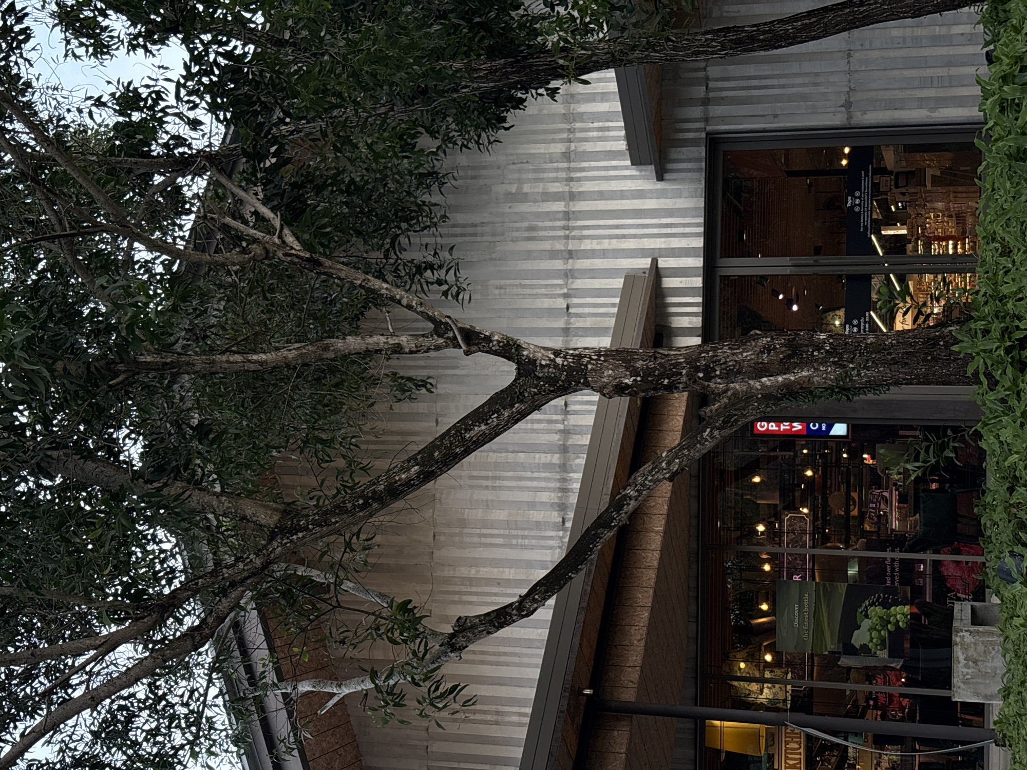 This image presents an exterior view of a commercial building, identified as a "Tops" supermarket, located in Choeng Thale, Thailand, observed during daylight hours.
The foreground is dominated by several mature trees featuring dark, textured trunks and branches with a mix of sparse and dense green foliage, partially obscuring the building. One tree on the left exhibits notably lighter, almost white, sections on its bark and branches. Low, dense green shrubbery forms a border along the bottom edge of the frame. A rectangular, light-colored concrete planter is situated in the left-center foreground.
The building's ground floor consists of large, dark-framed glass storefront windows, through which the interior is visible. Warm-toned overhead lights, including multiple Edison-style bulbs, illuminate the interior. Reflections on the glass show parts of the interior, including shelves stocked with products and what appears to be a cafe or dining area with tables and chairs. A large poster visible through the left window advertises "Discover the finest bottle" and displays an image of green grapes, suggesting a wine or gourmet section. A vertical illuminated sign, partially readable as "GPTW C NO," is affixed to the right side of the storefront. The "Tops" logo and operating hours (6:00 - 23:00) are visible on one of the glass doors. Indistinct dark figures, likely customers or staff, can be faintly seen moving within the store.
Above the windows, a dark, horizontally paneled overhang extends. The upper facade of the building is constructed from a light-colored material, possibly concrete, featuring strong vertical grooves or corrugated patterns that create a striped texture. The sky, visible through the tree canopy in the upper sections, appears light blue or overcast.